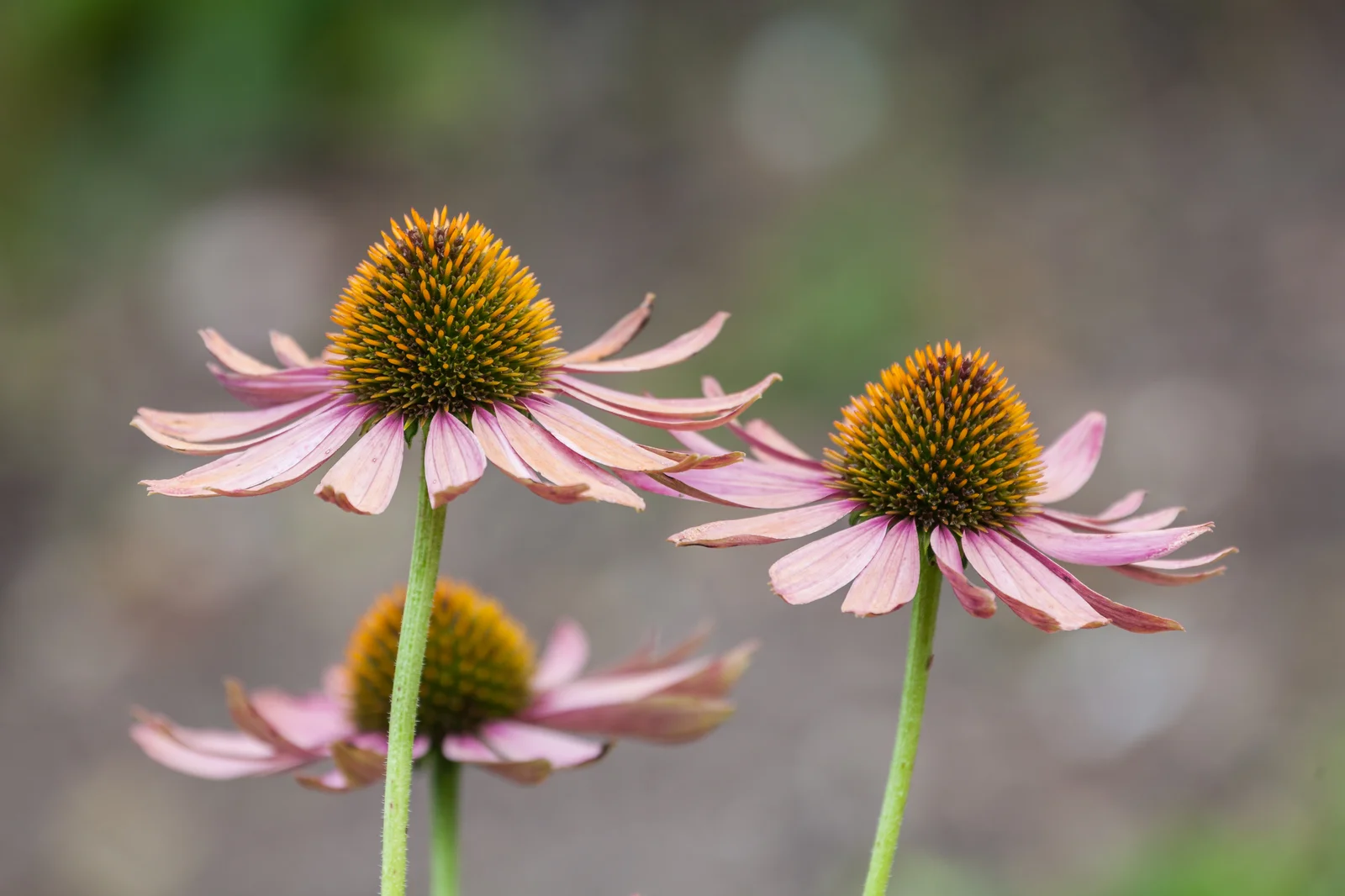 Massif d'échinacées pourpres cultivées en jardin botanique