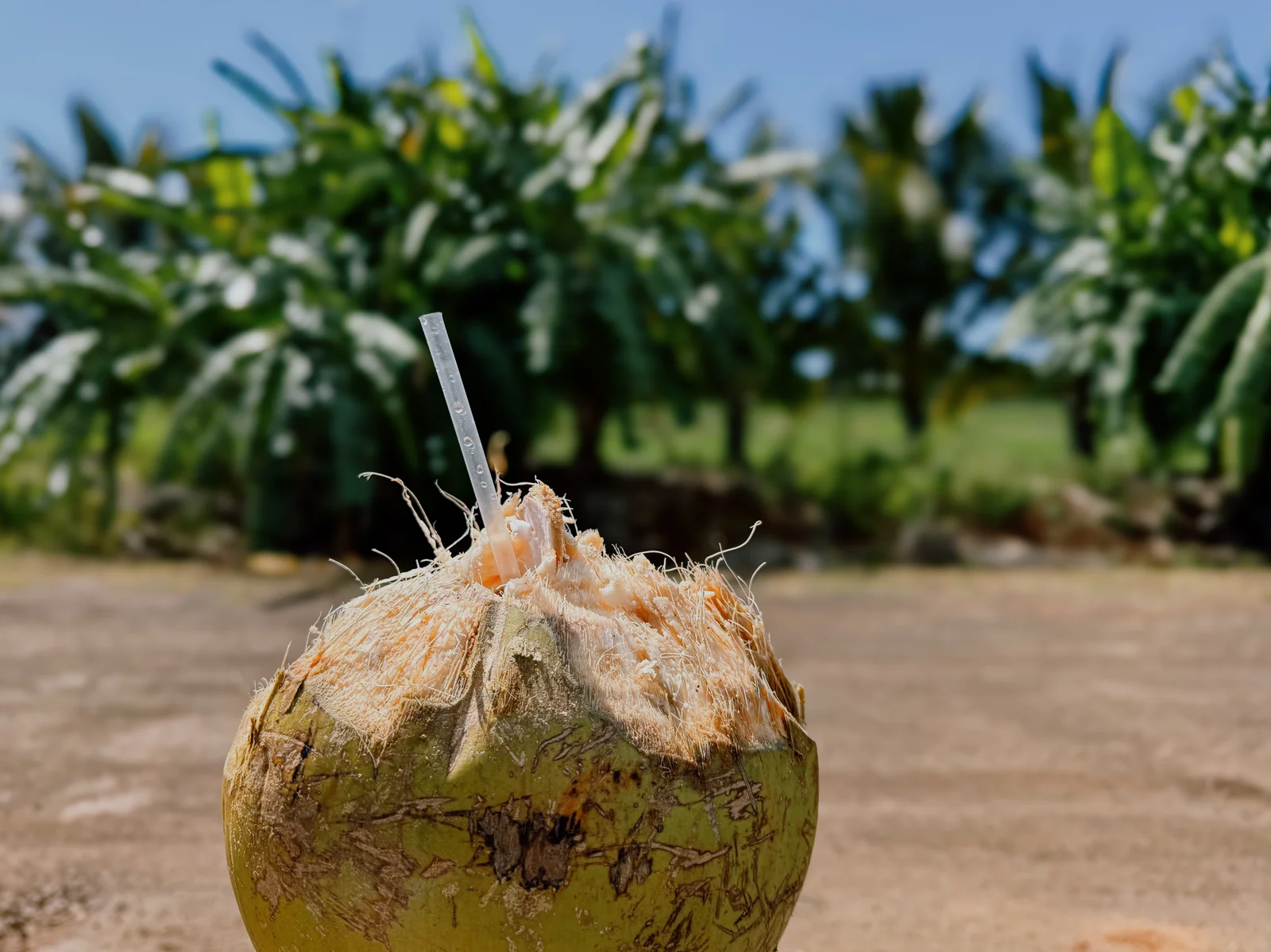 Personne buvant de l'eau de coco fraîche à la paille, alternative naturelle aux électrolytes en poudre