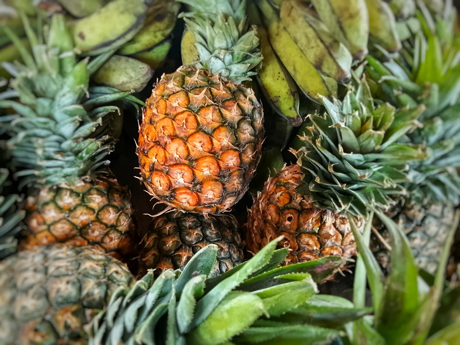 Ananas frais, source naturelle de bromélaïne, une enzyme digestive