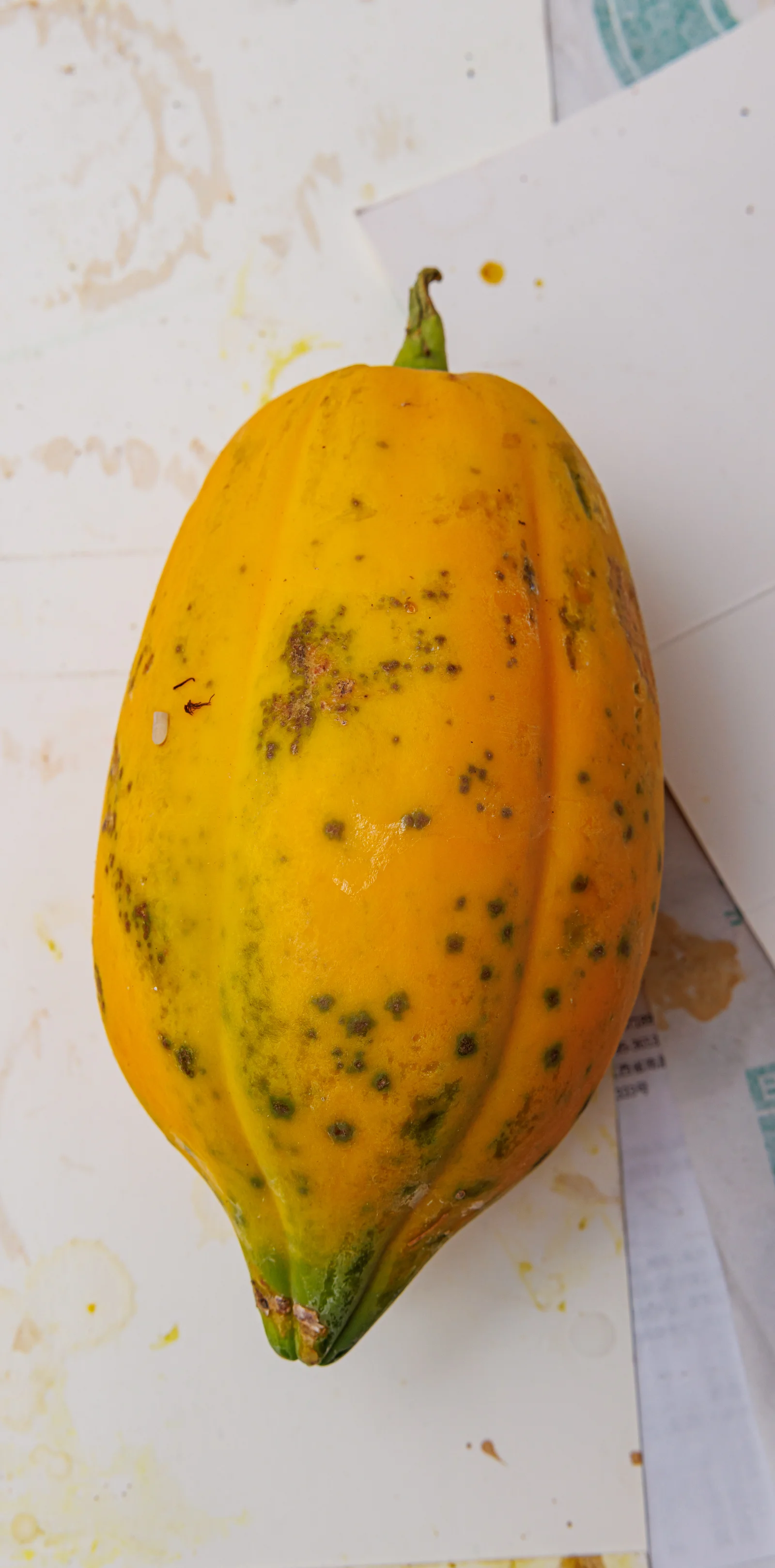 Papaye fraîche coupée, source naturelle de papaïne, une enzyme digestive protéolytique