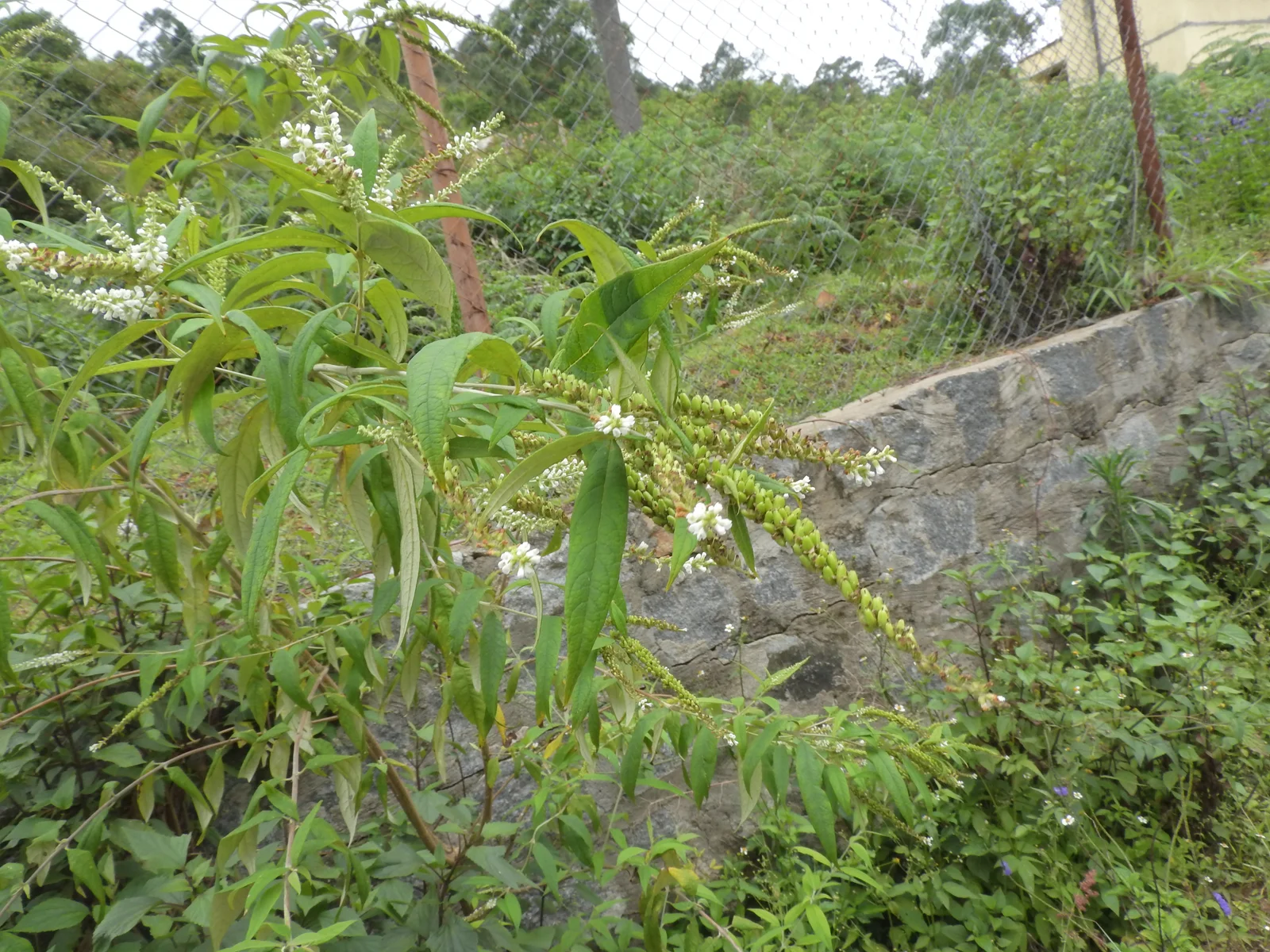 Arbuste de gattilier en fleurs, vue d'ensemble