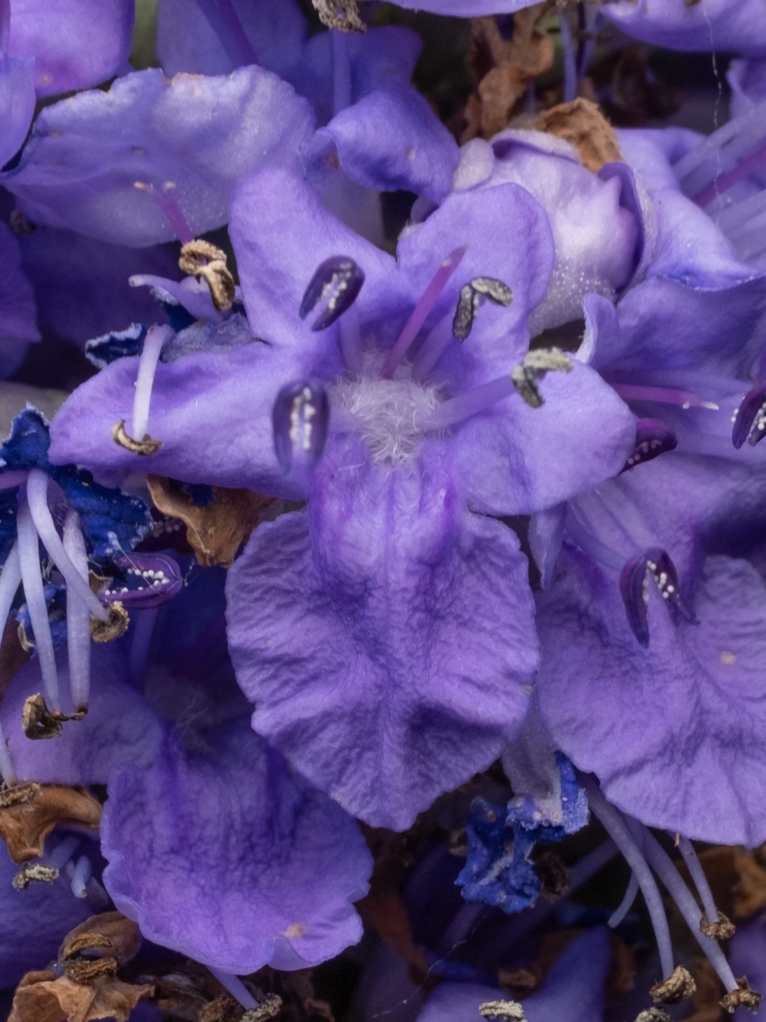 Détail de la floraison du gattilier, Vitex agnus-castus