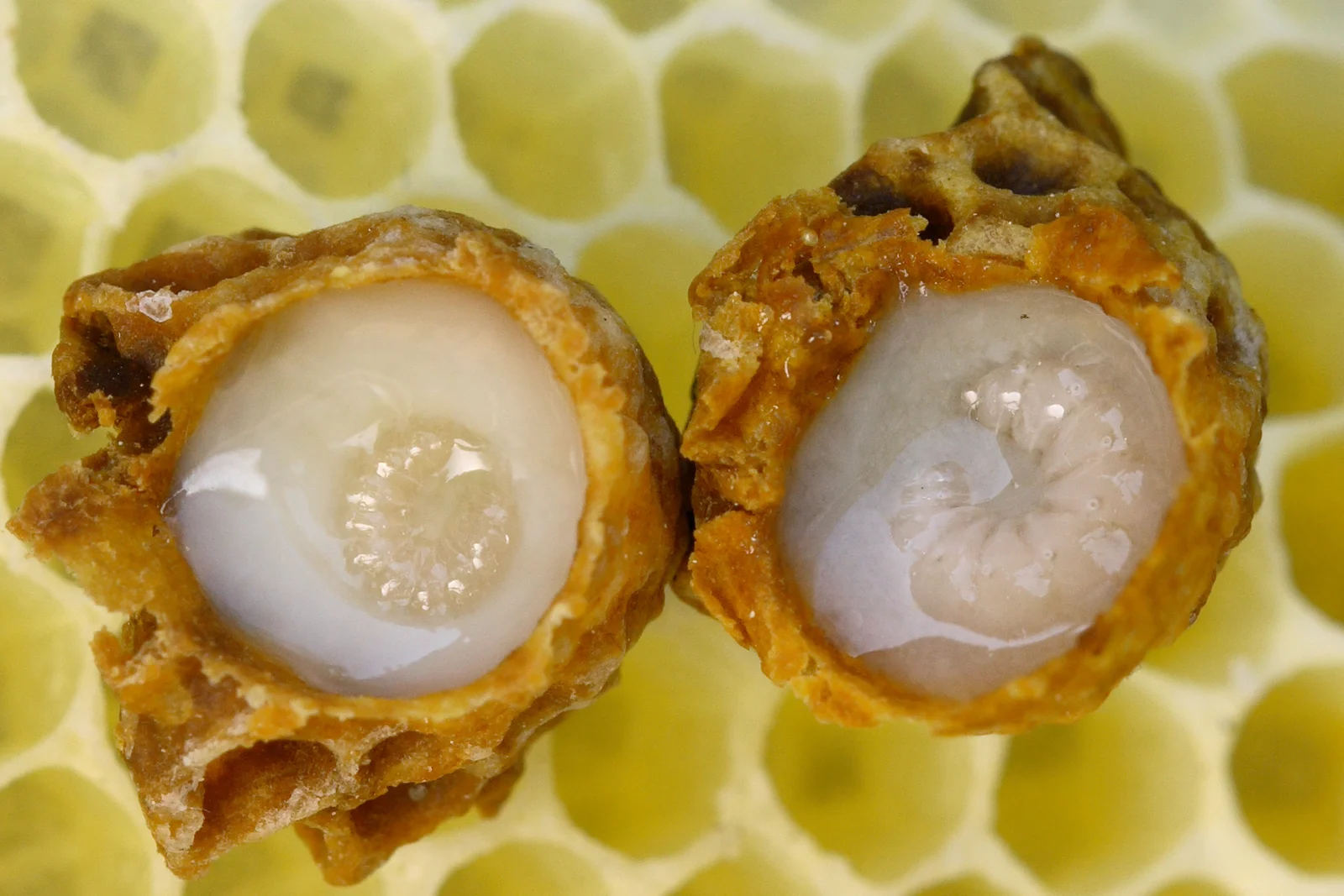 Larves d'abeilles baignant dans la gelée royale à l'intérieur des cellules de la ruche