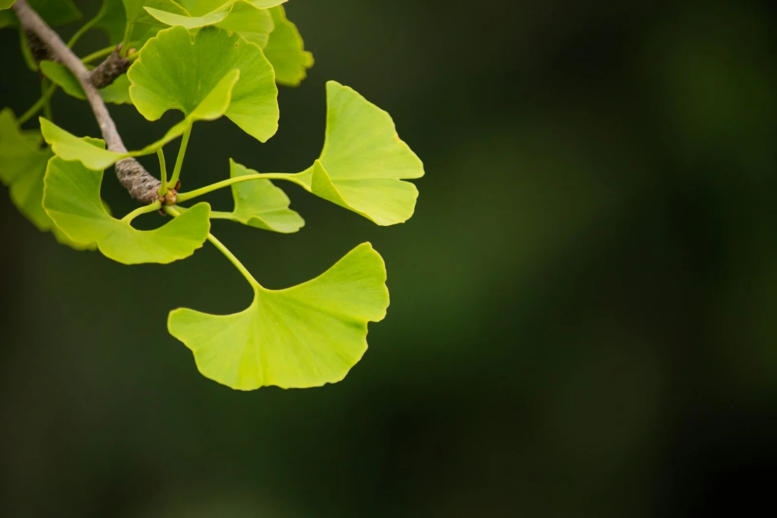 Feuilles de ginkgo biloba en automne — symbole de la longévité et de la santé cognitive