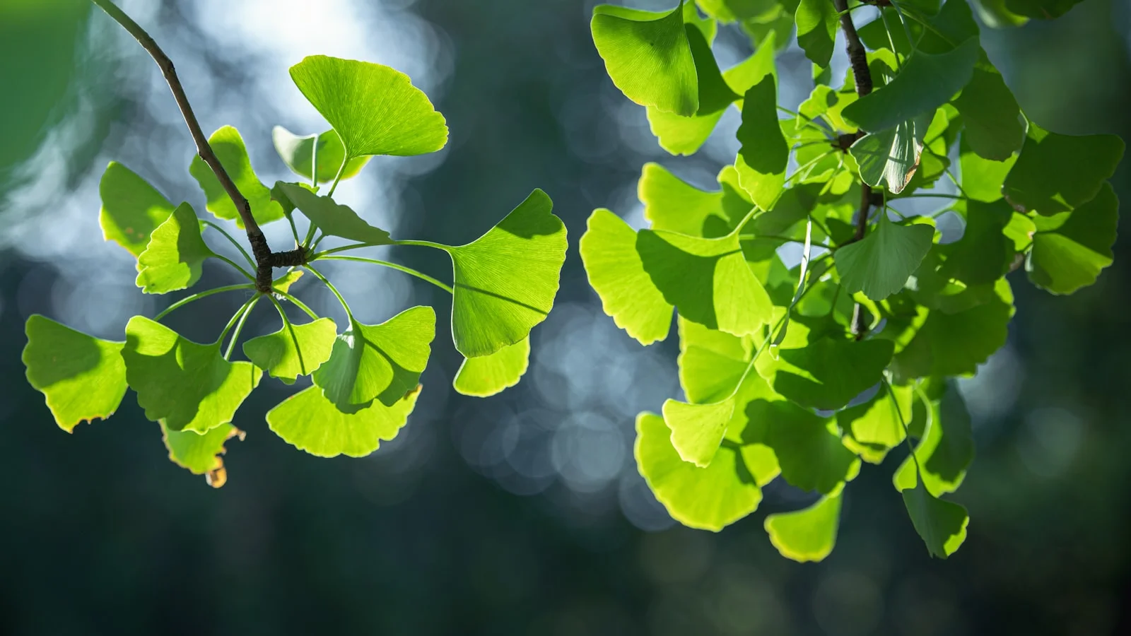 Feuilles de ginkgo biloba — l'arbre aux bienfaits millénaires pour la mémoire et la circulation