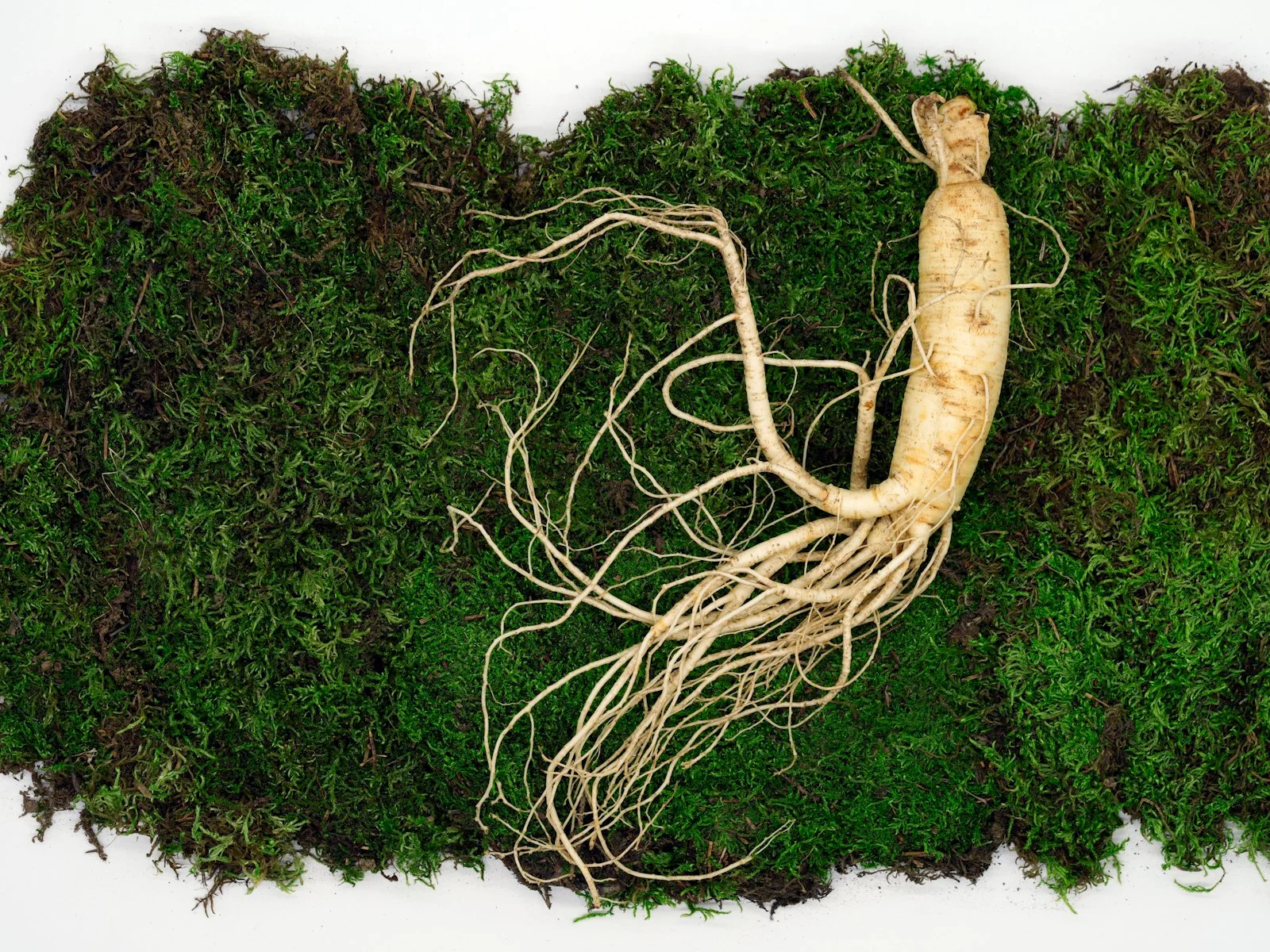 Ginseng : bienfaits, types et comment choisir son complément — guide 2026