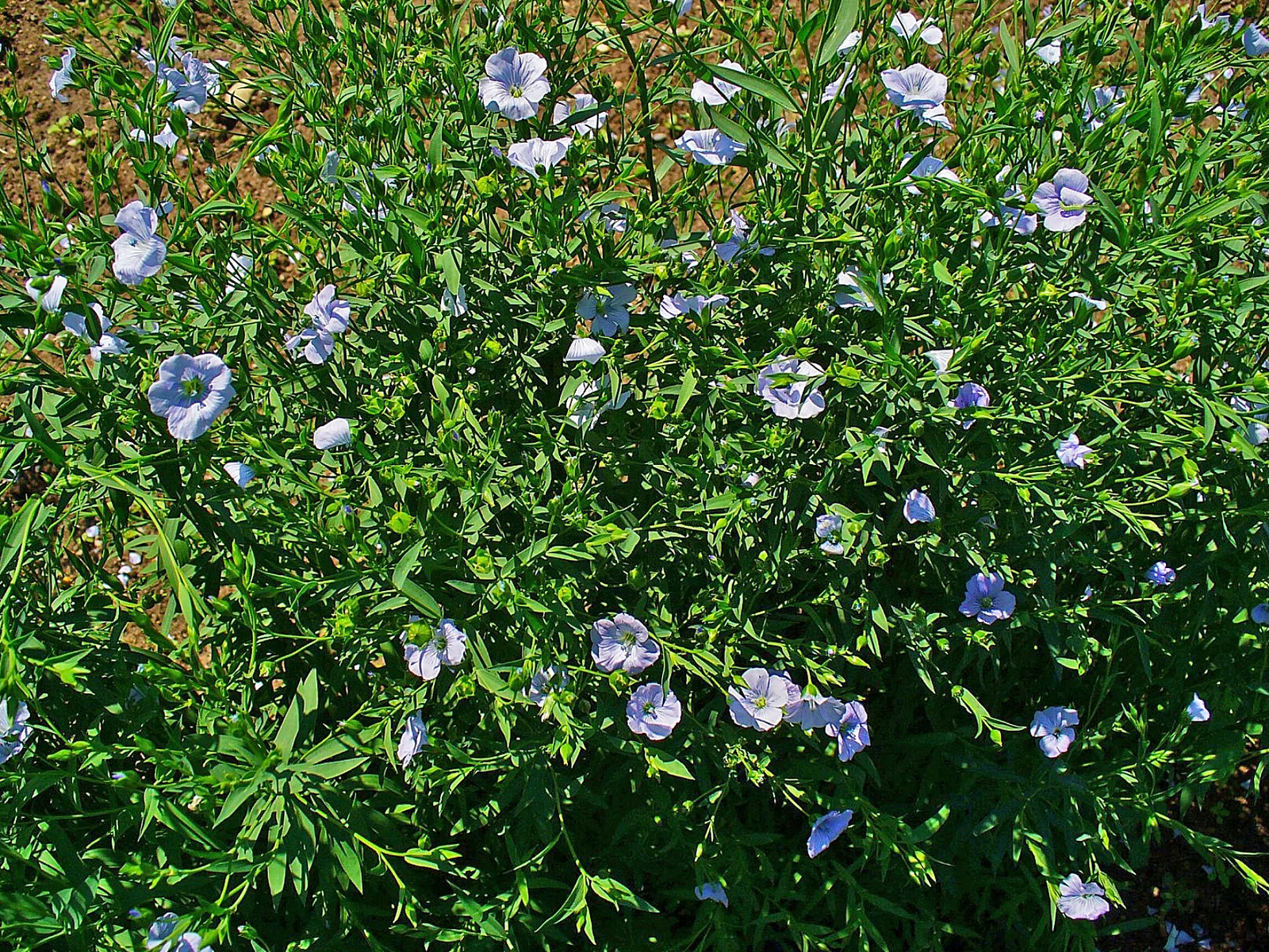 Plant de lin (Linum usitatissimum) avec ses tiges et feuilles caractéristiques