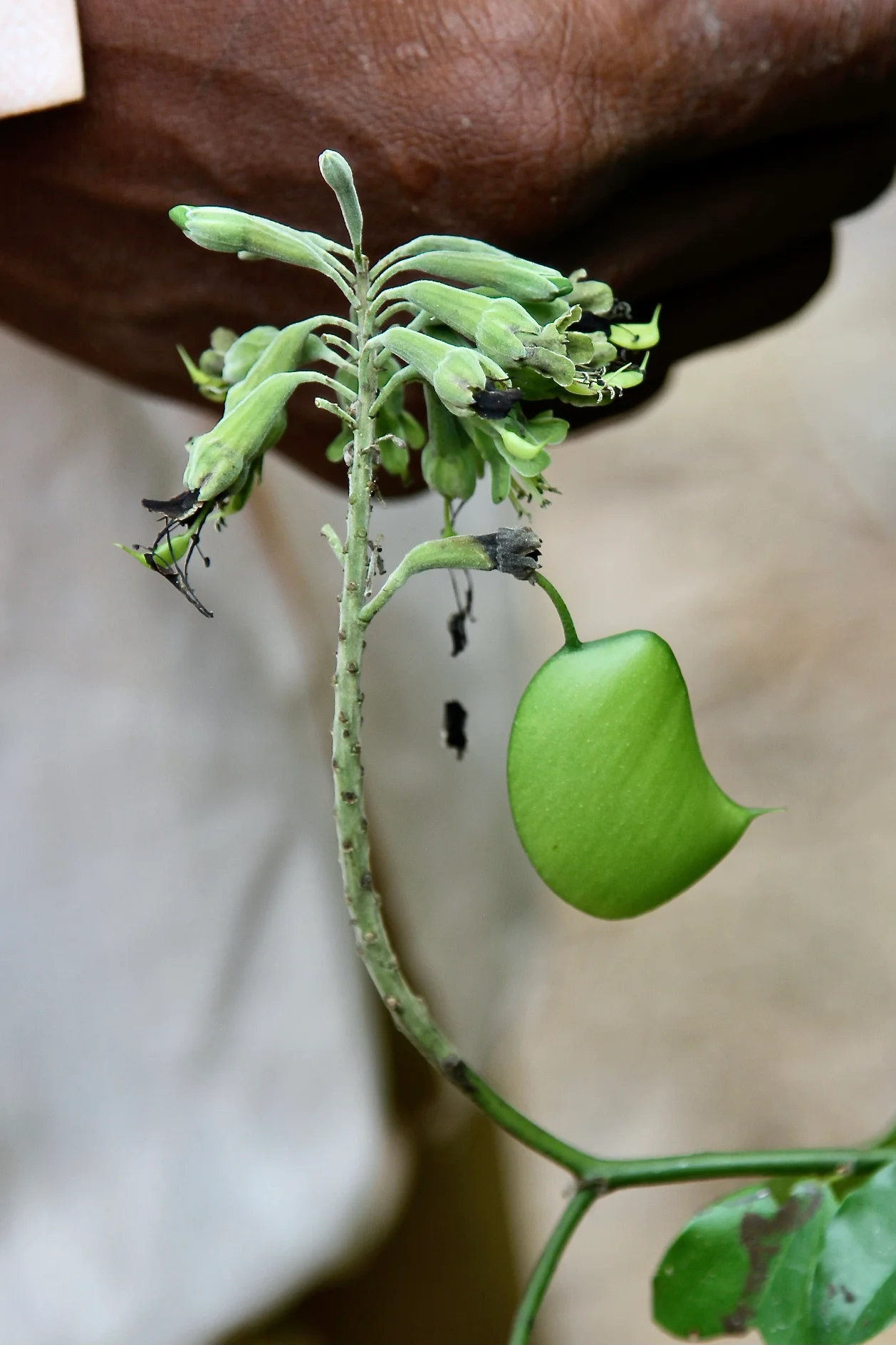 Gousses de graines de griffonia simplicifolia riches en 5-HTP