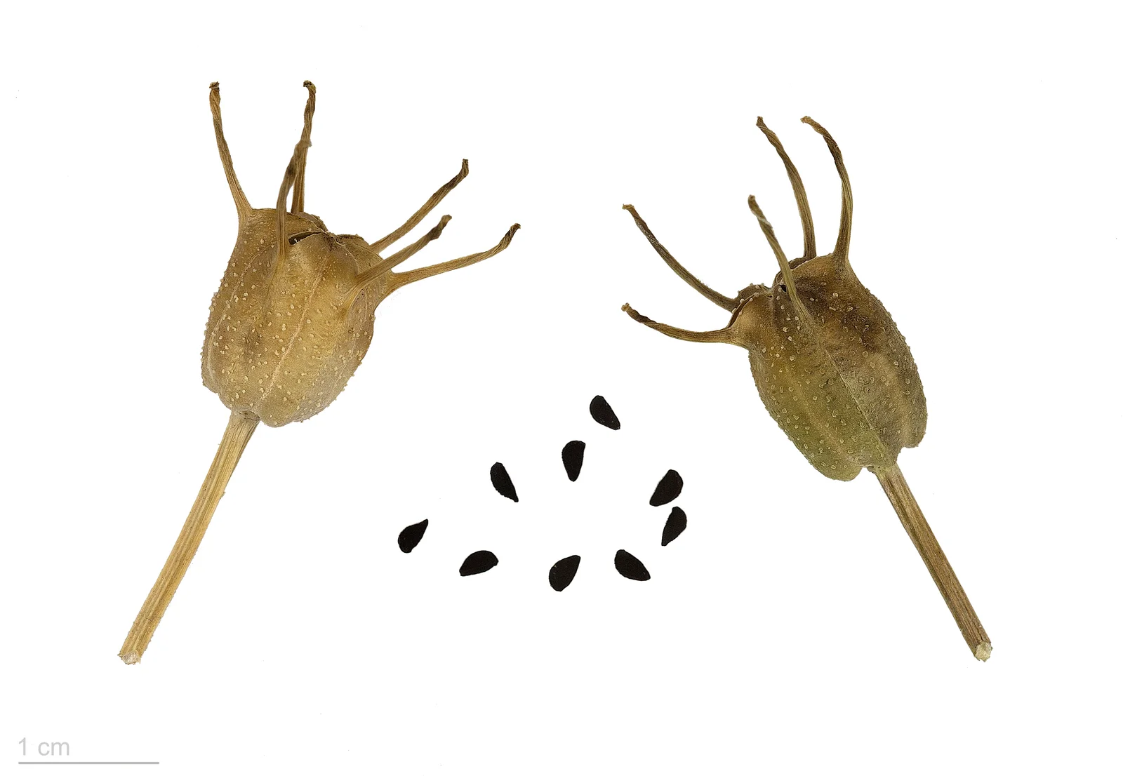Huile de nigelle : bienfaits, thymoquinone et comment bien la choisir