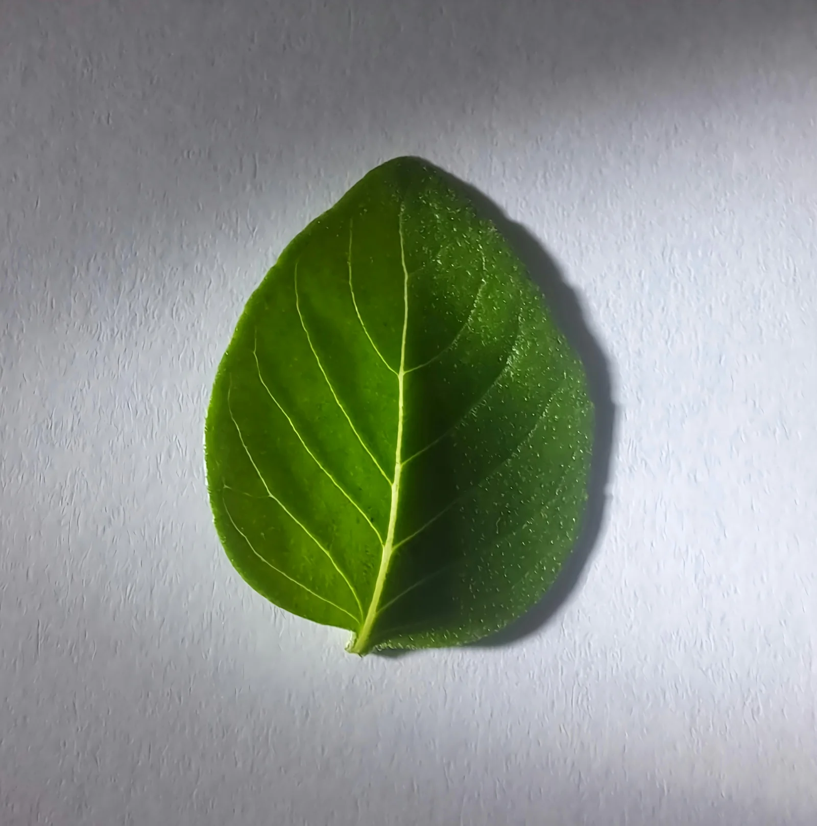 Gros plan sur une feuille de basilic exotique Ocimum basilicum utilisée en aromathérapie digestive