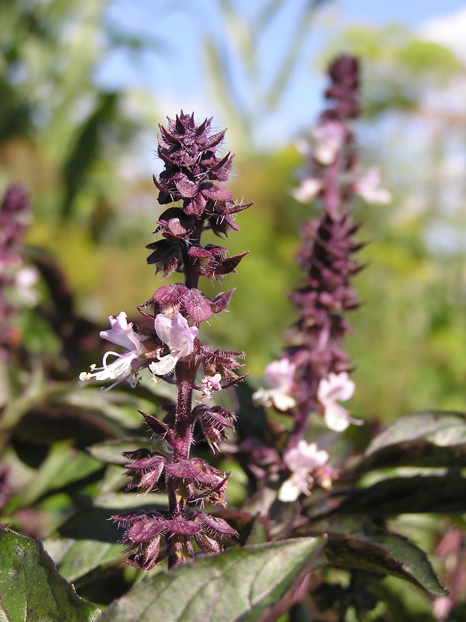 Fleurs de basilic exotique Ocimum basilicum utilisées pour l'huile essentielle digestive et tonique