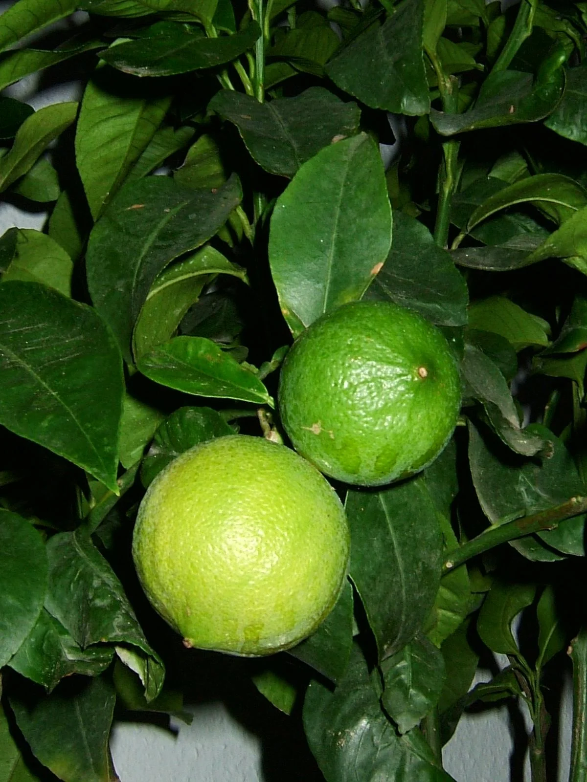 Bergamotier Citrus bergamia avec ses fruits, plante source de l'huile essentielle de bergamote
