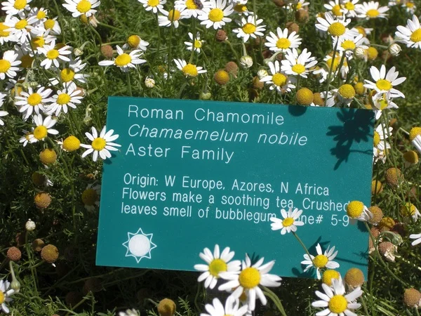 Champ de fleurs de camomille romaine blanches utilisées pour l'huile essentielle apaisante