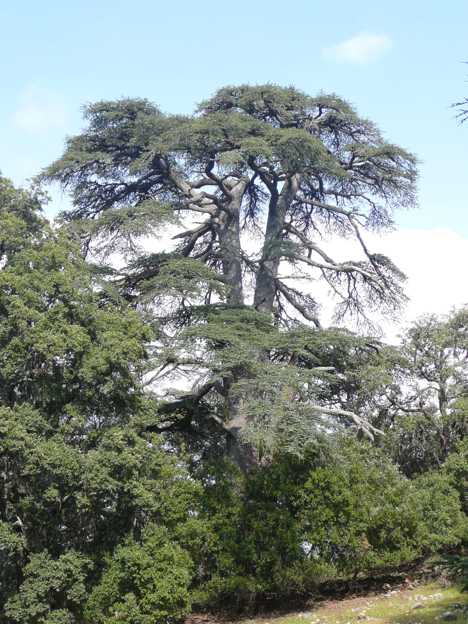 Cèdre de l'Atlas Cedrus atlantica arbre en forêt au Maroc pour huile essentielle