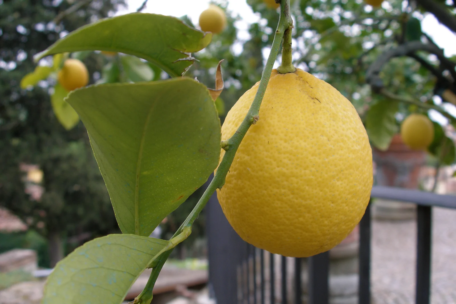 Citronnier en fleurs et fruits huile essentielle citron aromathérapie