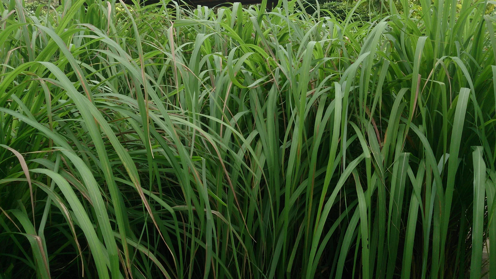 Feuilles de citronnelle en gros plan, plante utilisée en répulsif anti-moustique naturel