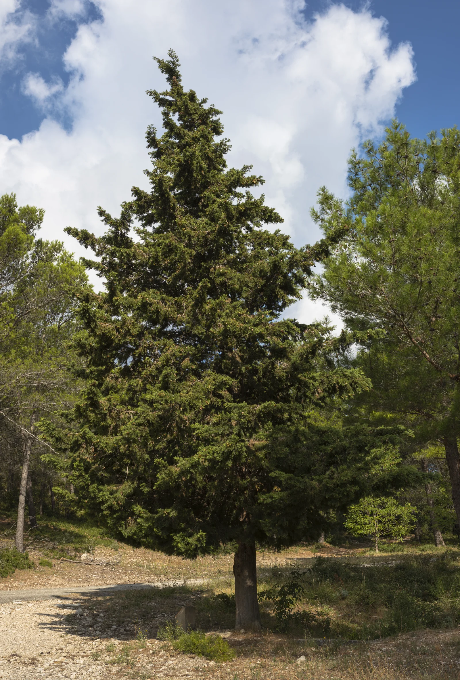 Huile essentielle de Cyprès : bienfaits circulation et respiration