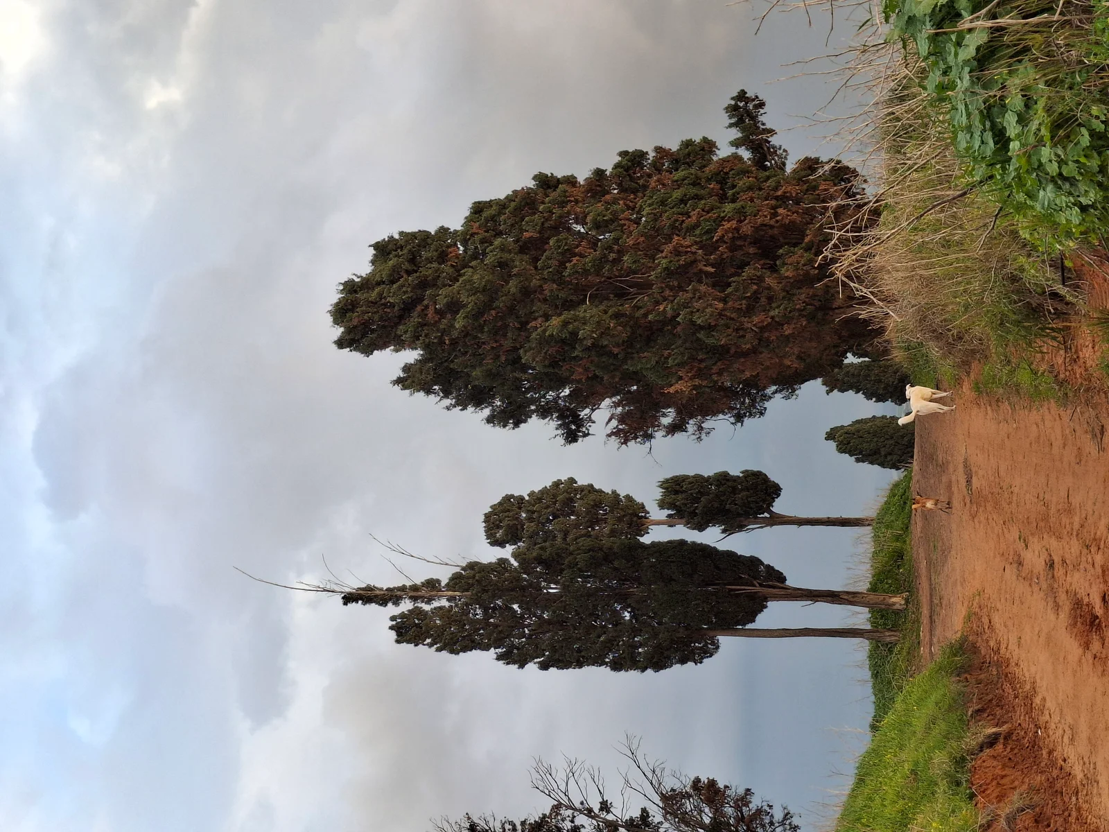 Arbre de cyprès toujours vert Cupressus sempervirens dans son environnement méditerranéen