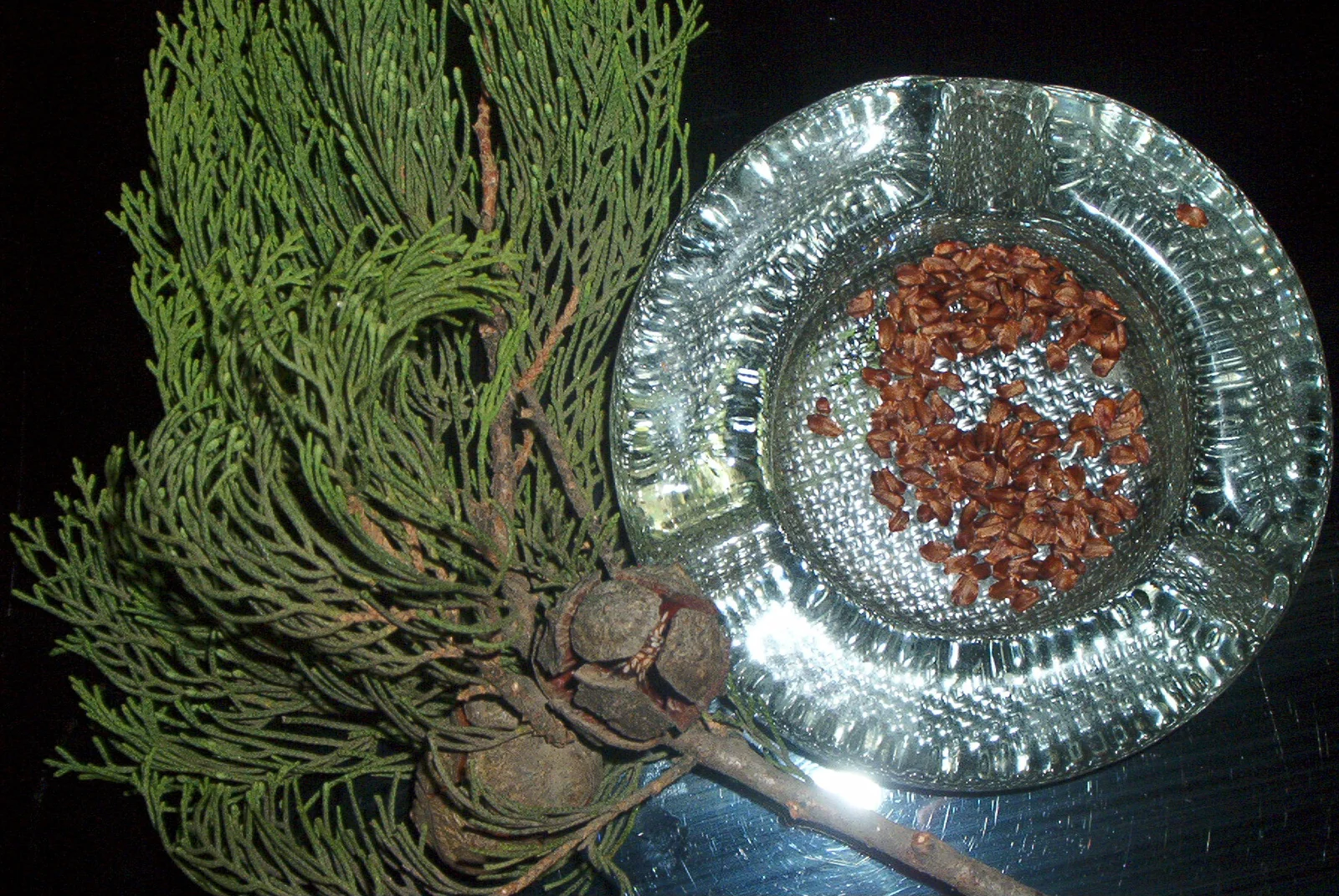Branche de cyprès avec cônes utilisée pour la distillation de l'huile essentielle