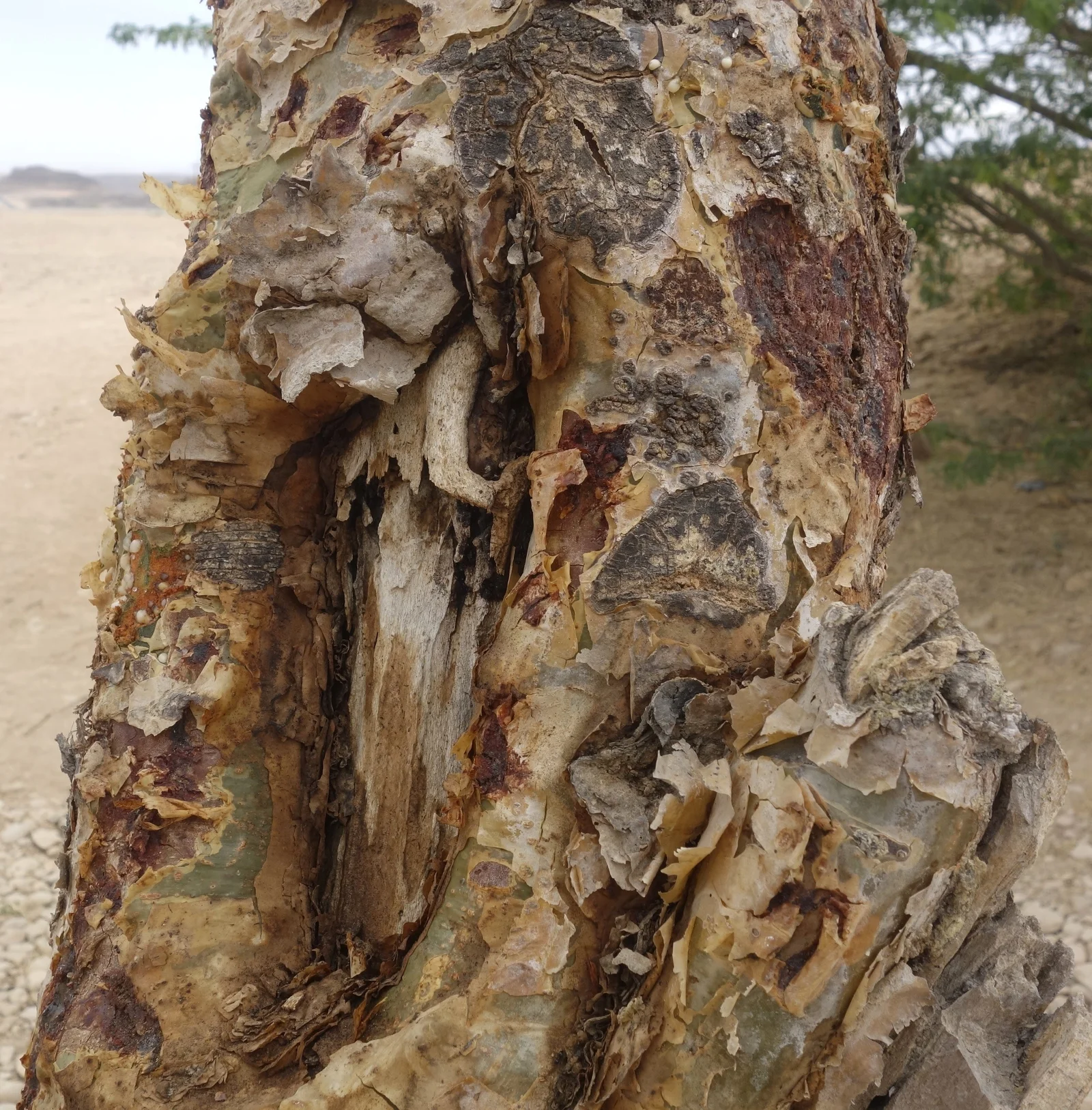 Écorce de l'arbre Boswellia sacra dont s'écoule la résine d'encens oliban