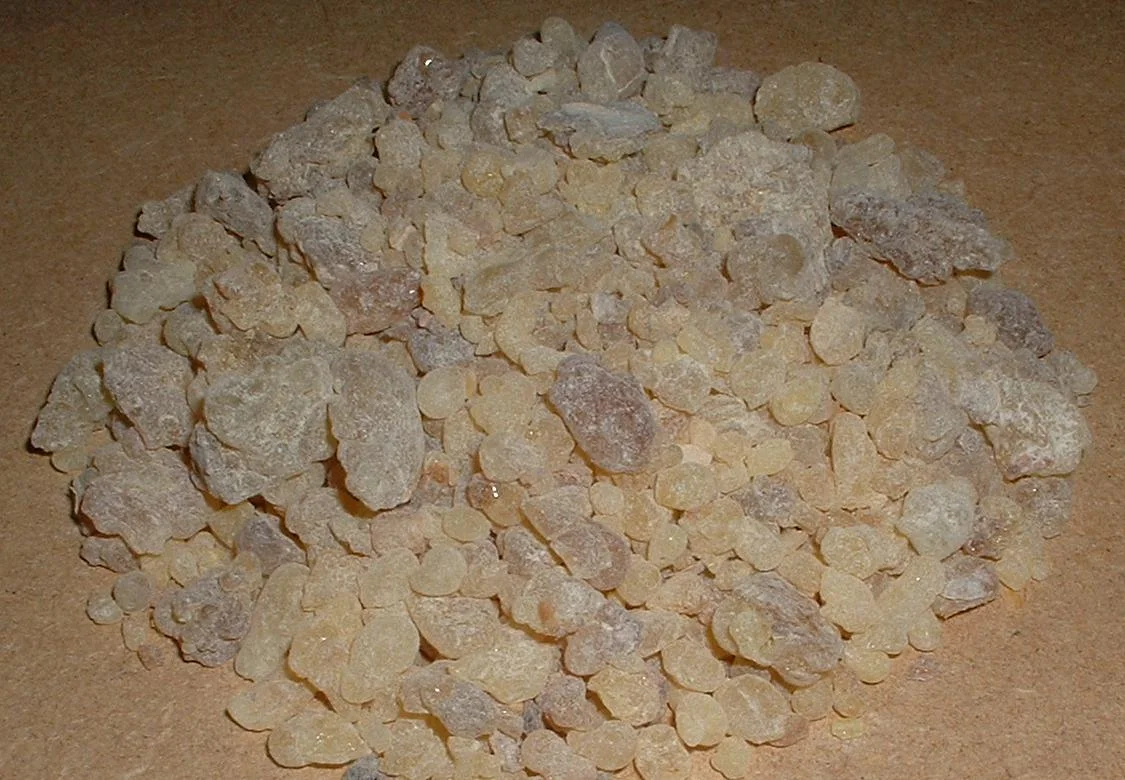 Larmes de résine d'encens oliban utilisées pour la distillation de l'huile essentielle