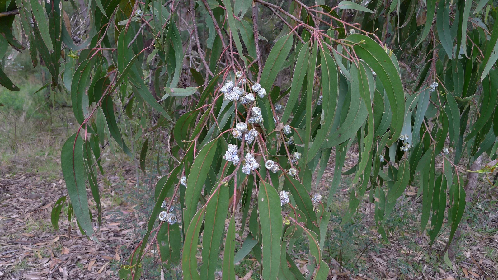 Huile essentielle d'Eucalyptus : bienfaits et utilisations