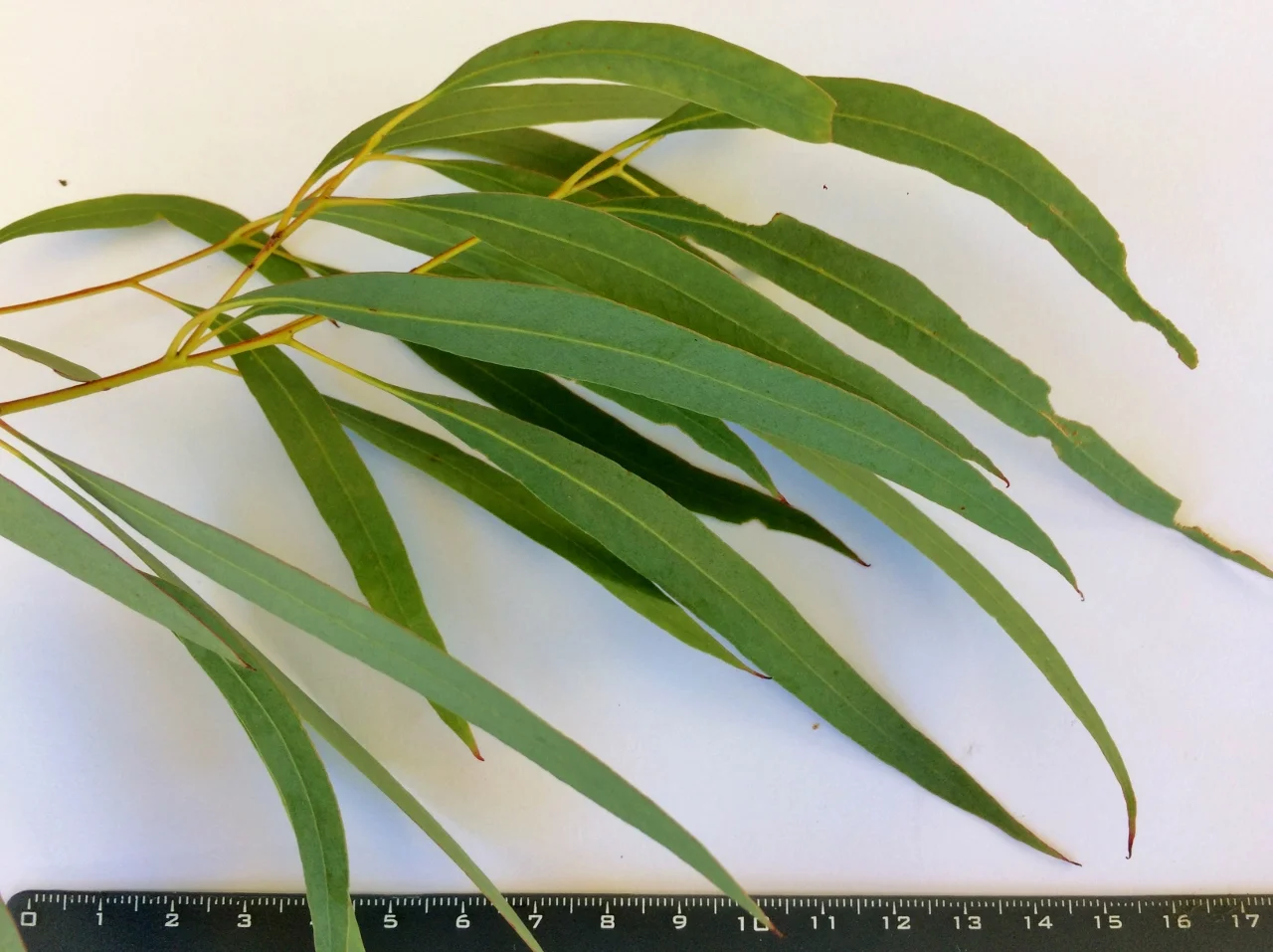 Feuilles adultes d'eucalyptus radié Eucalyptus radiata utilisées en aromathérapie respiratoire