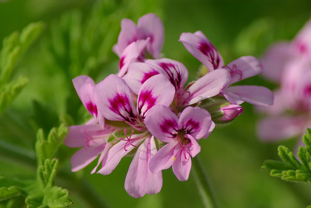Feuillage et fleurs de géranium rosat Pelargonium graveolens en bouquet pour huile essentielle