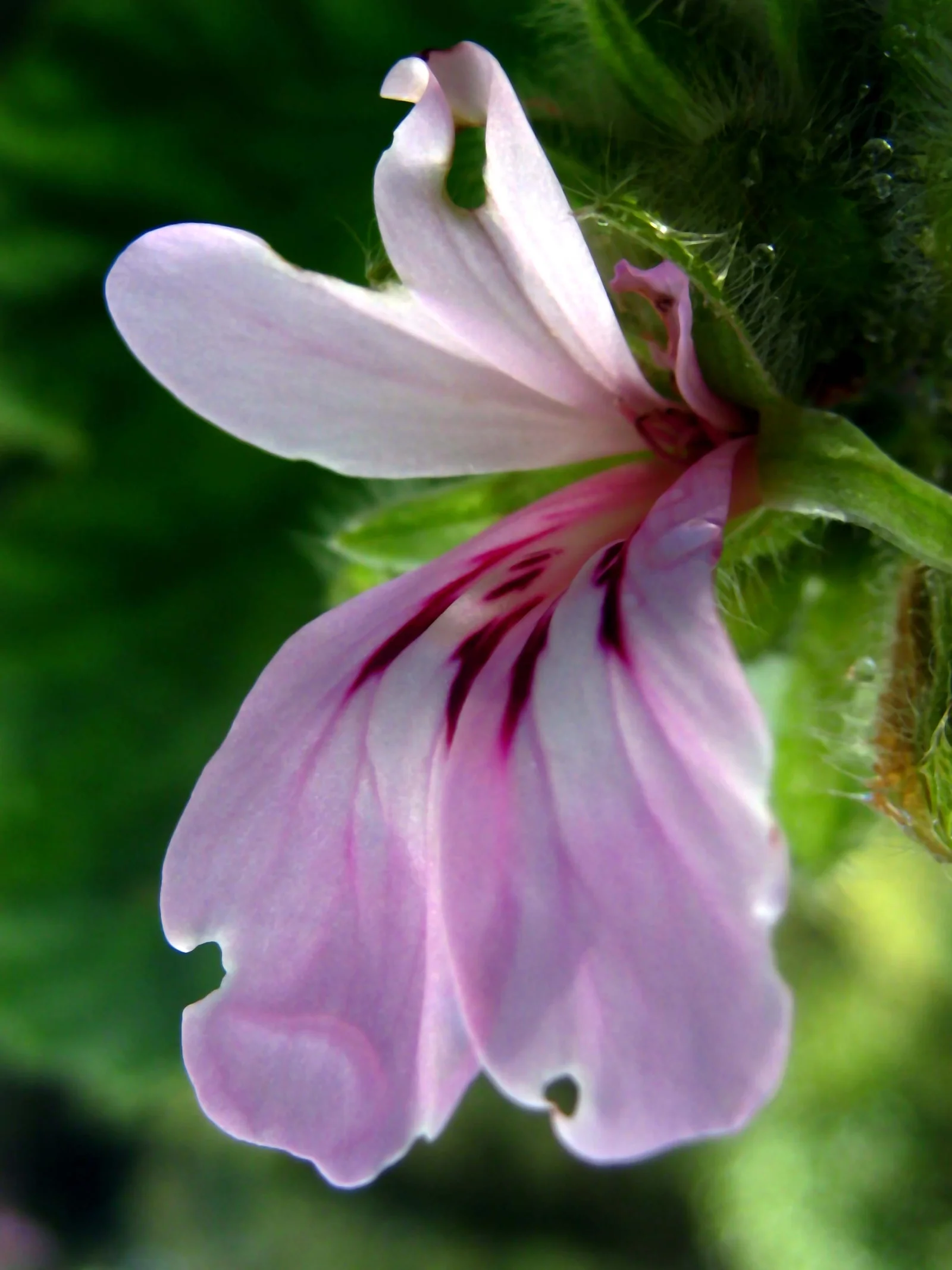 Fleur de géranium rosat Pelargonium graveolens en gros plan, huile essentielle équilibrante pour la peau