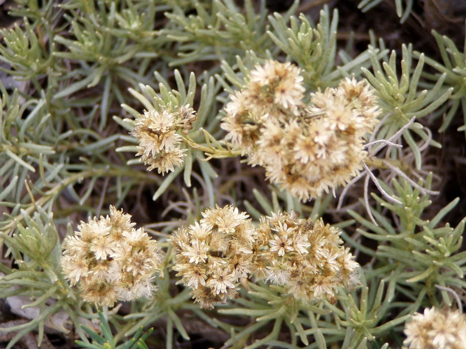 Fleurs séchées d'immortelle hélichryse italienne récoltées pour la distillation en huile essentielle