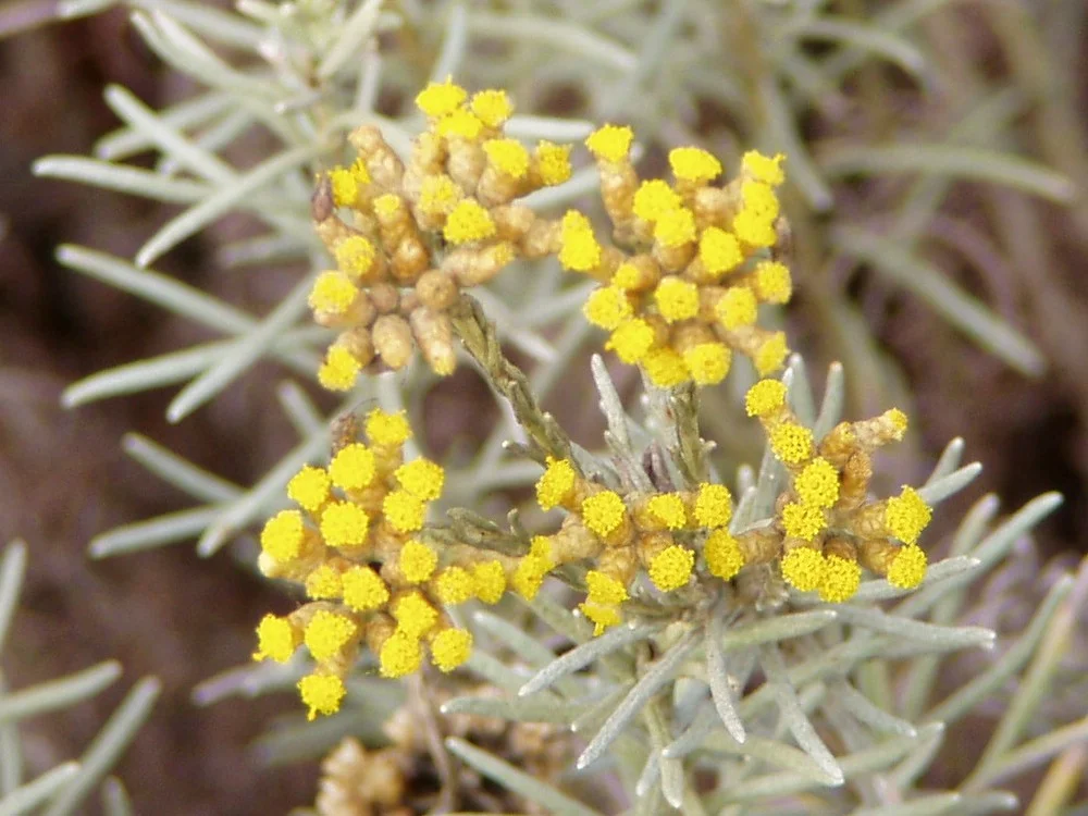 Huile essentielle d'Immortelle : bienfaits peau et circulation