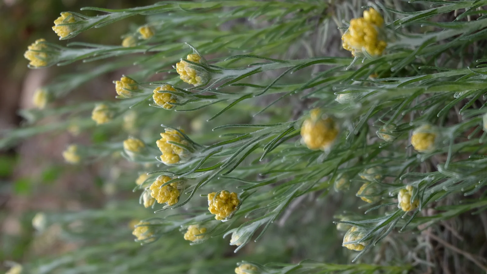 Plante d'huile essentielle immortelle hélichryse italienne en pleine floraison dans son habitat naturel