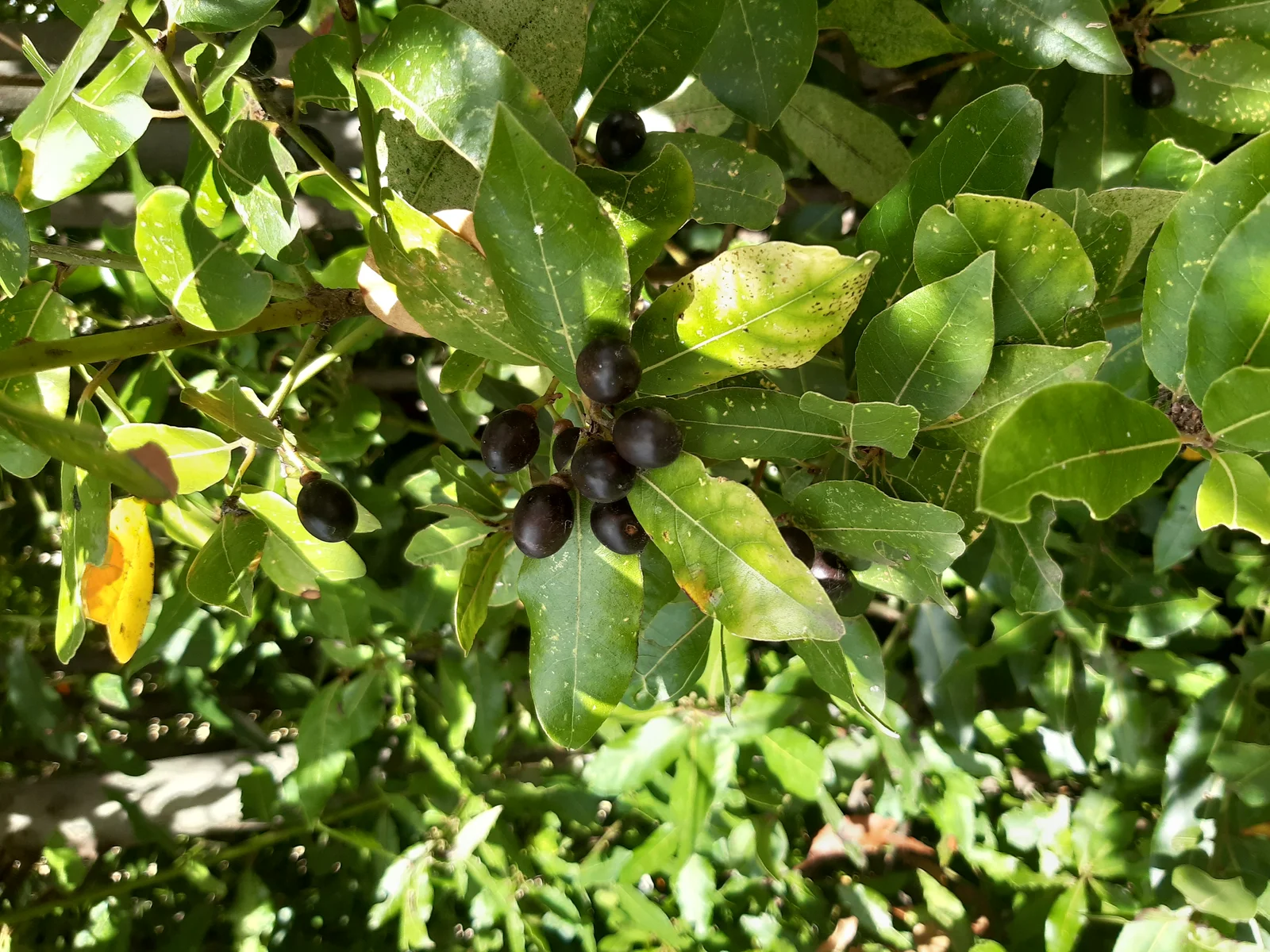 Baies mûres de Laurus nobilis, à ne pas confondre avec les feuilles distillées pour produire l'huile essentielle de laurier noble