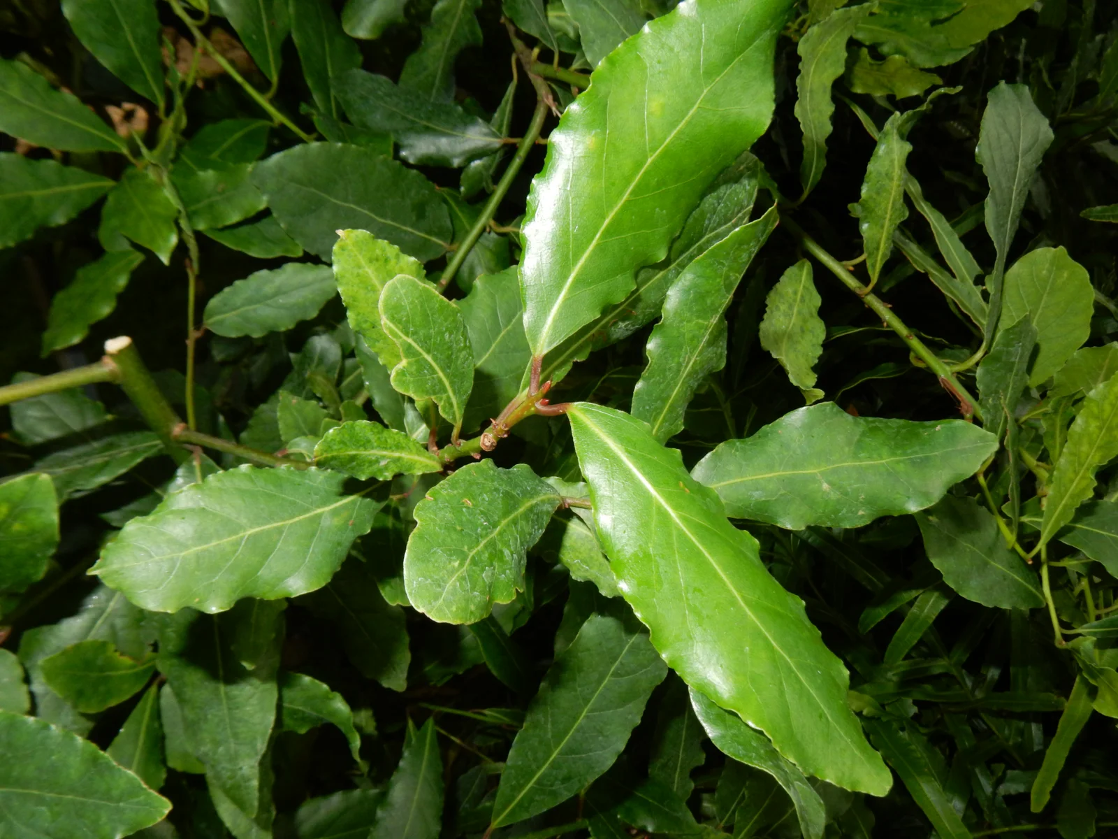 Feuilles de laurier noble Laurus nobilis riches en 1,8-cinéole utilisées pour la distillation de l'huile essentielle