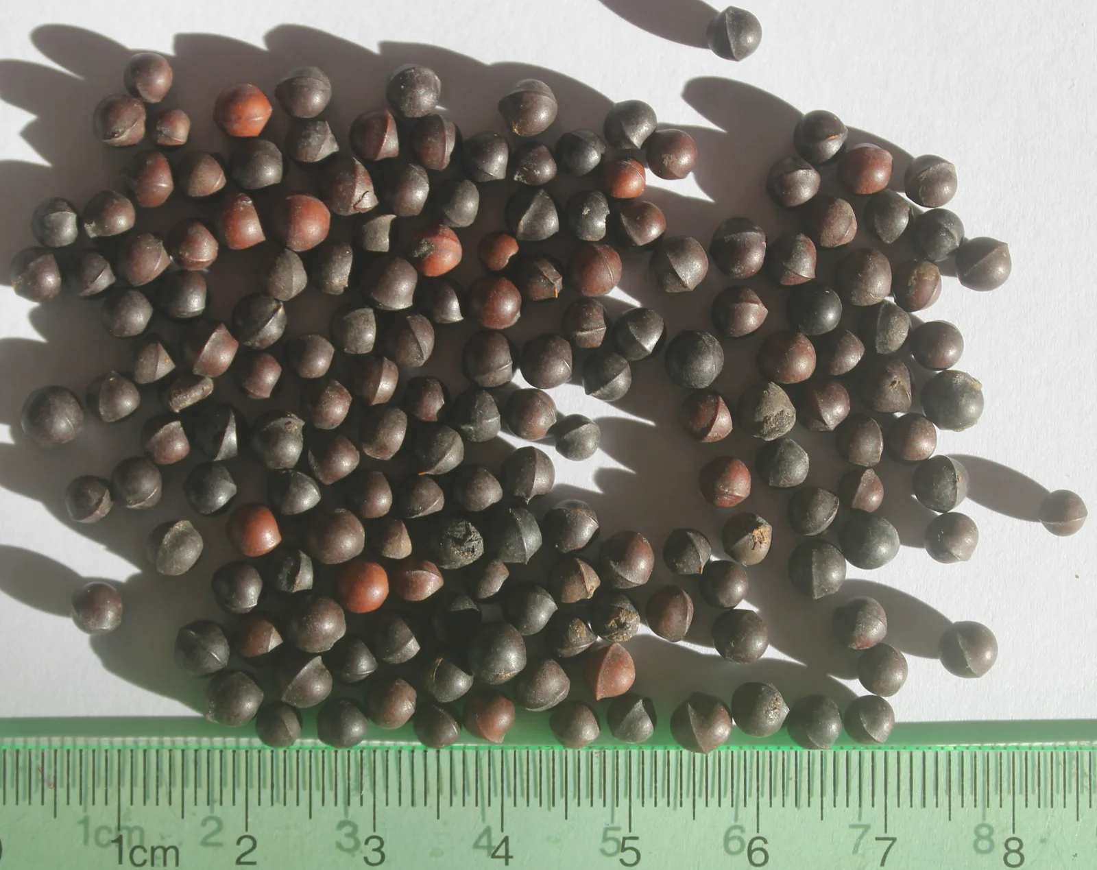 Gros plan sur les fruits et graines de litsée citronnée Litsea cubeba utilisés en aromathérapie