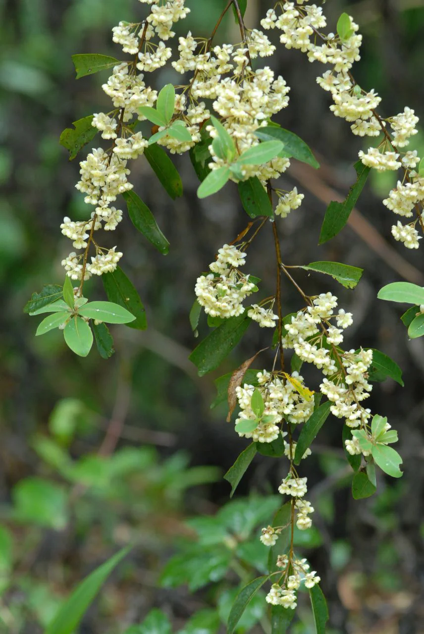 Feuillage et fleurs de litsée citronnée Litsea cubeba utilisée en aromathérapie anti-stress