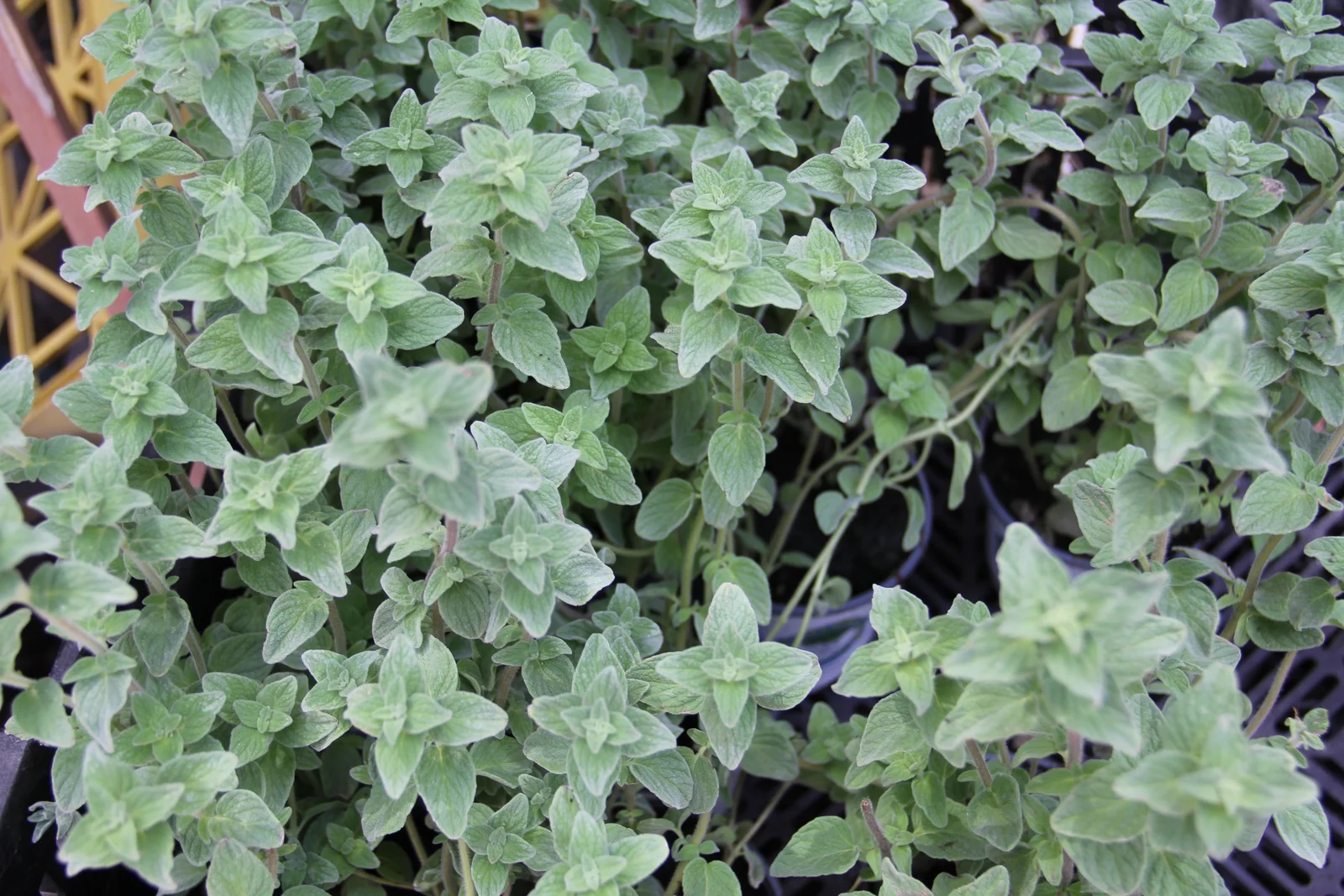 Gros plan sur les feuilles de marjolaine à coquilles Origanum majorana utilisées en aromathérapie