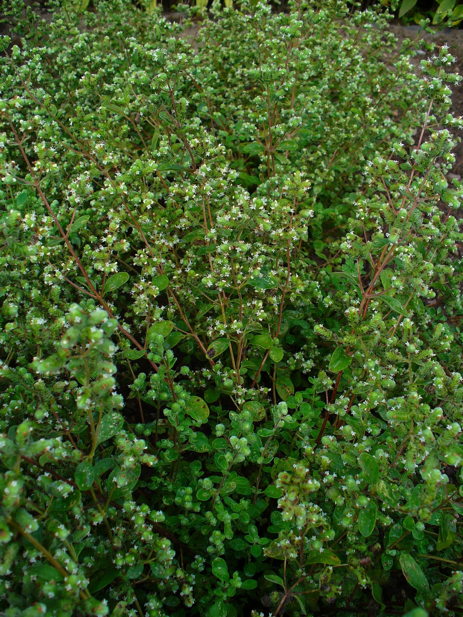 Culture de marjolaine à coquilles Origanum majorana en extérieur pour production d'huile essentielle