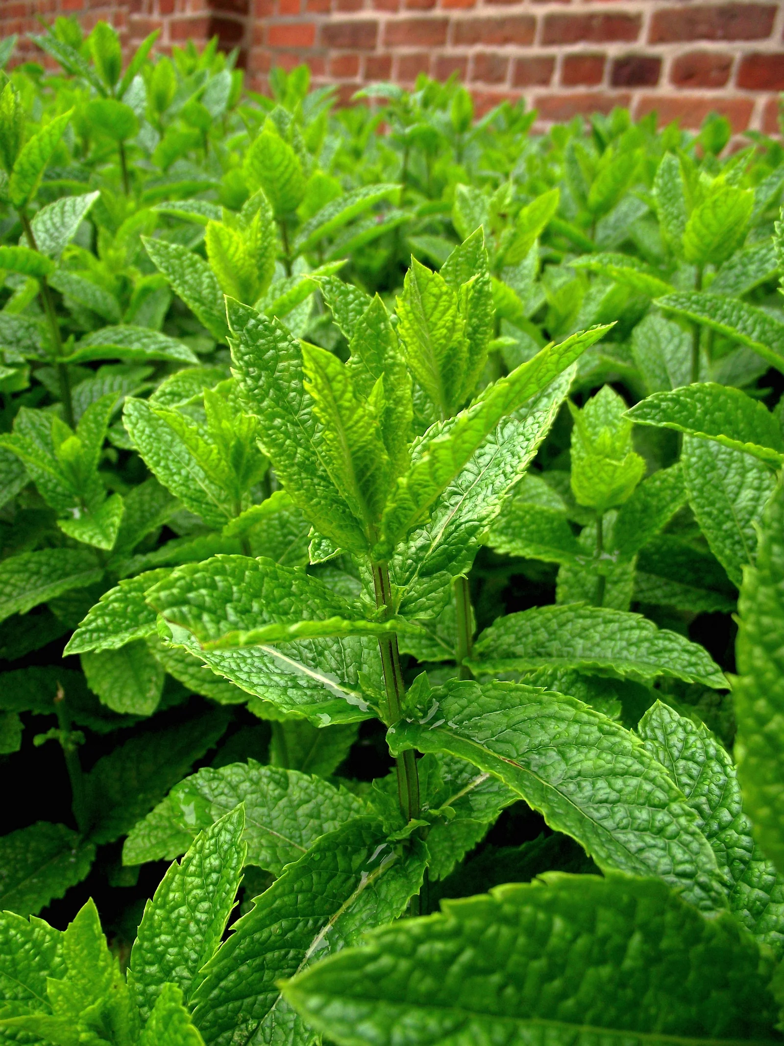Champ de culture de menthe poivrée Mentha piperita destiné à la distillation d'huile essentielle