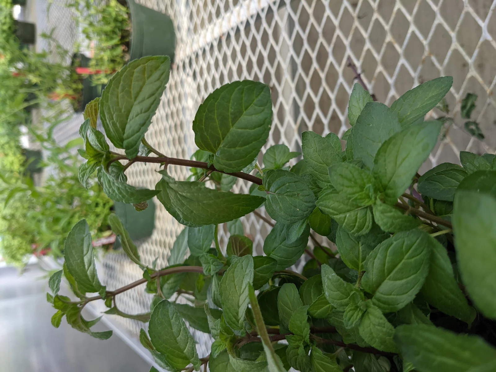 Huile essentielle de Menthe poivrée : bienfaits et précautions