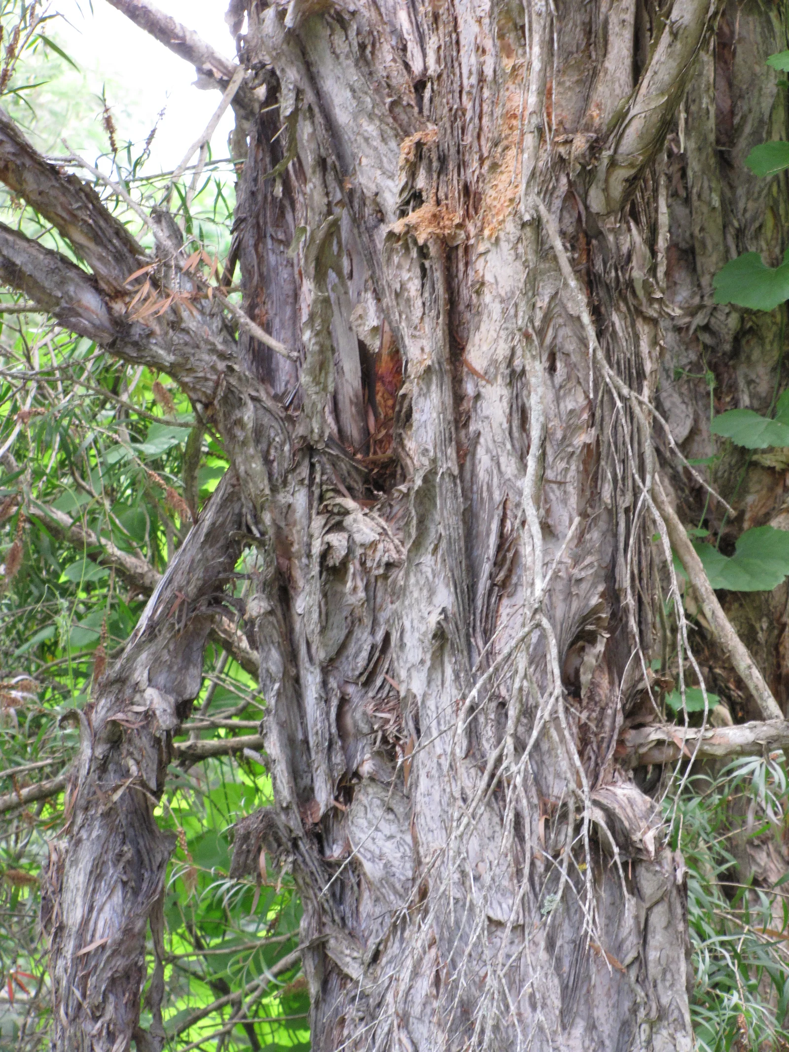 Écorce blanchâtre caractéristique du niaouli Melaleuca quinquenervia, arbre à l'origine de l'huile essentielle et du goménol
