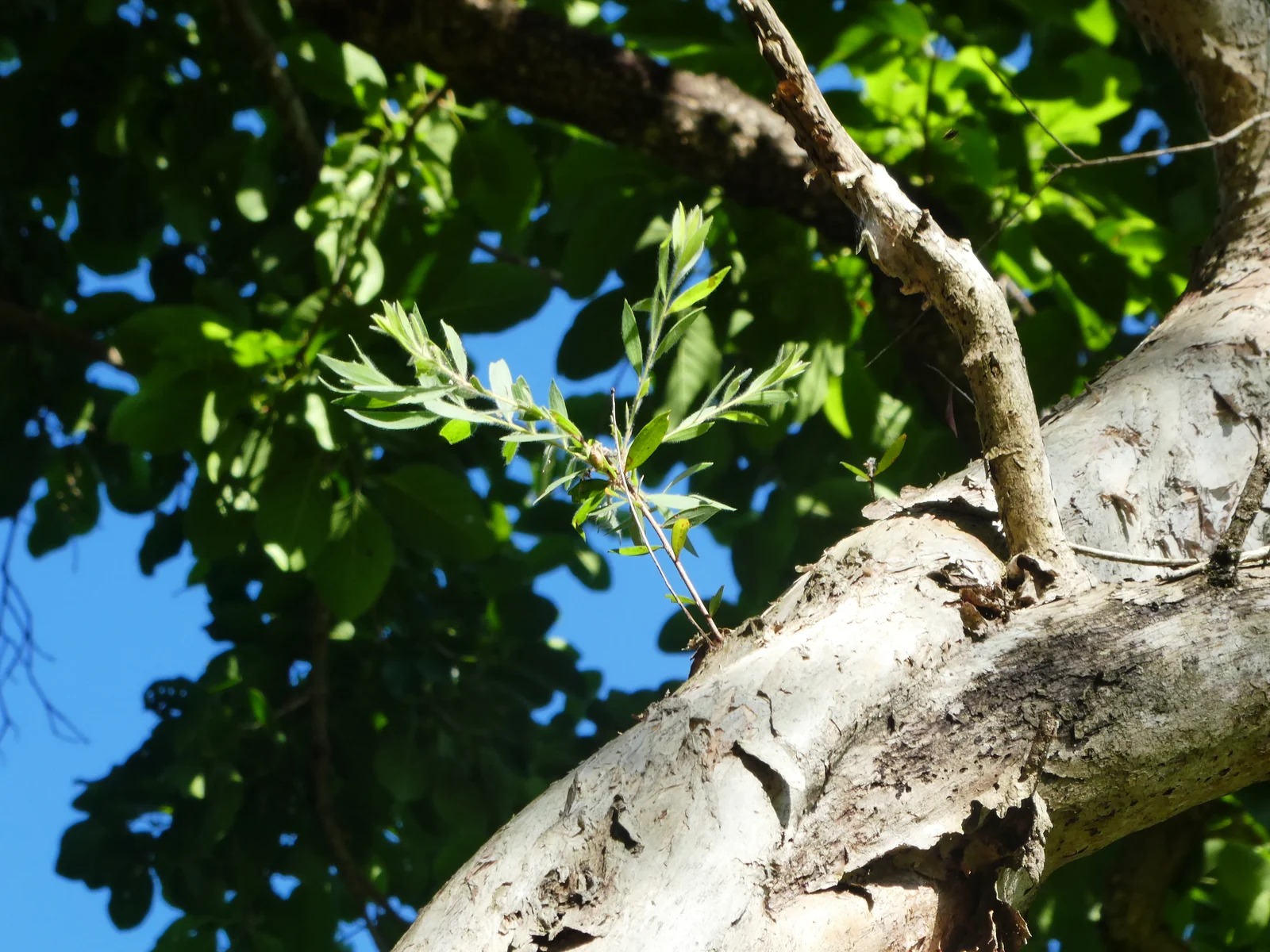 Feuillage de Melaleuca quinquenervia riche en 1,8-cinéole utilisé pour la distillation de l'huile essentielle de niaouli