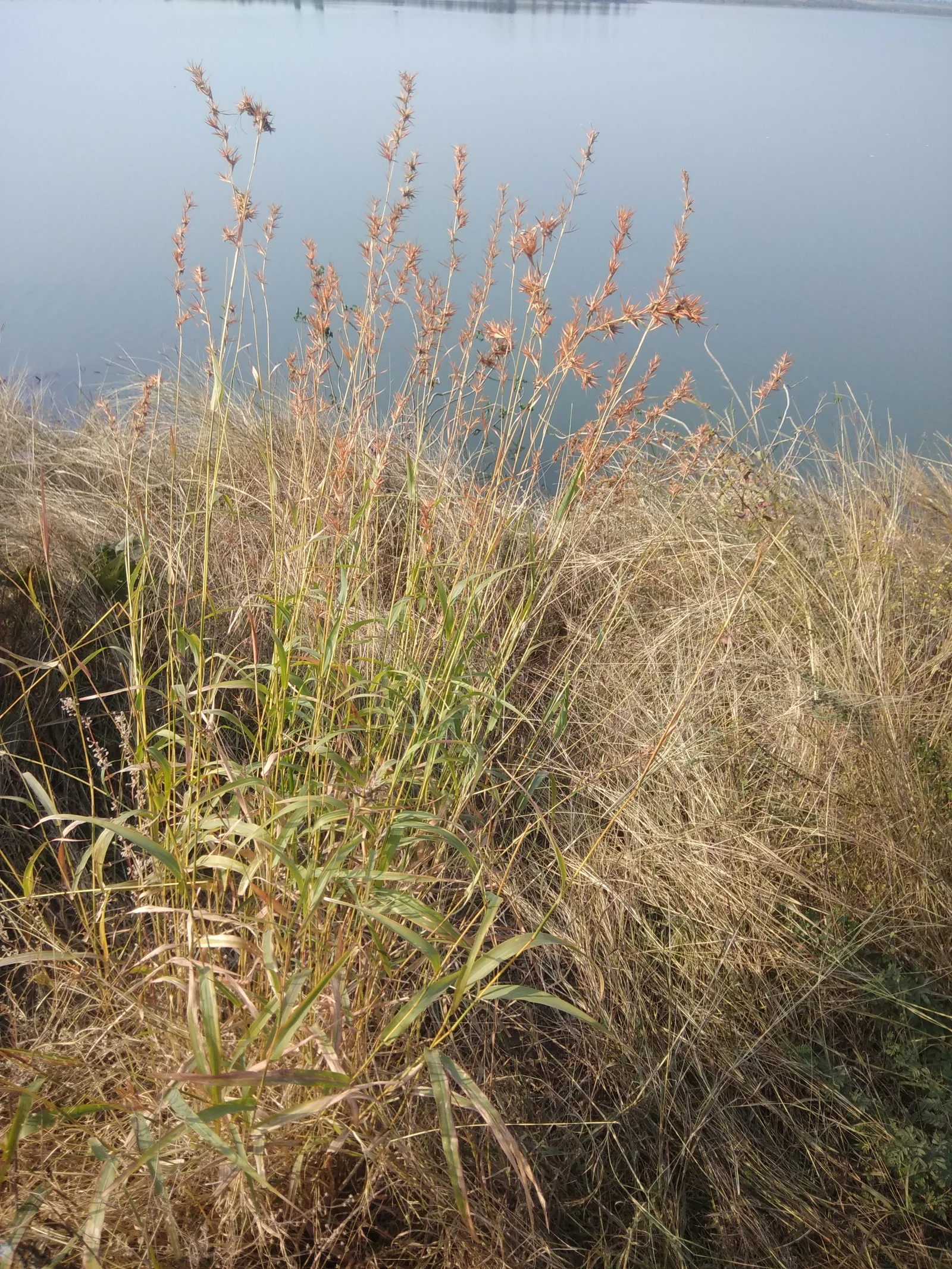 Herbe de palmarosa Cymbopogon martinii dans son habitat naturel en Inde