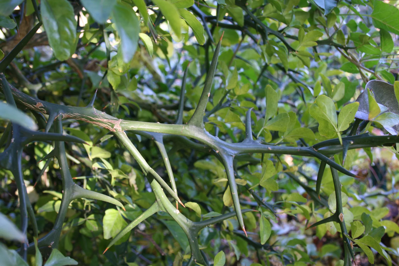 Branches et feuilles de bigaradier Citrus aurantium pour huile essentielle de petit grain bigarade