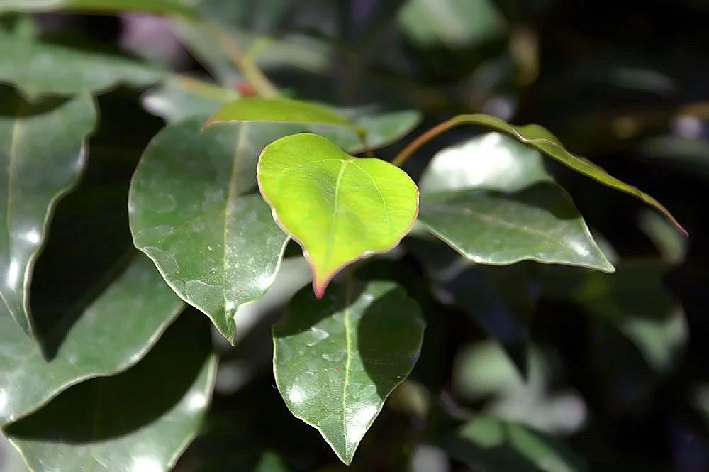 Arbre Cinnamomum camphora dont les feuilles sont utilisées pour produire l'huile essentielle de ravintsara