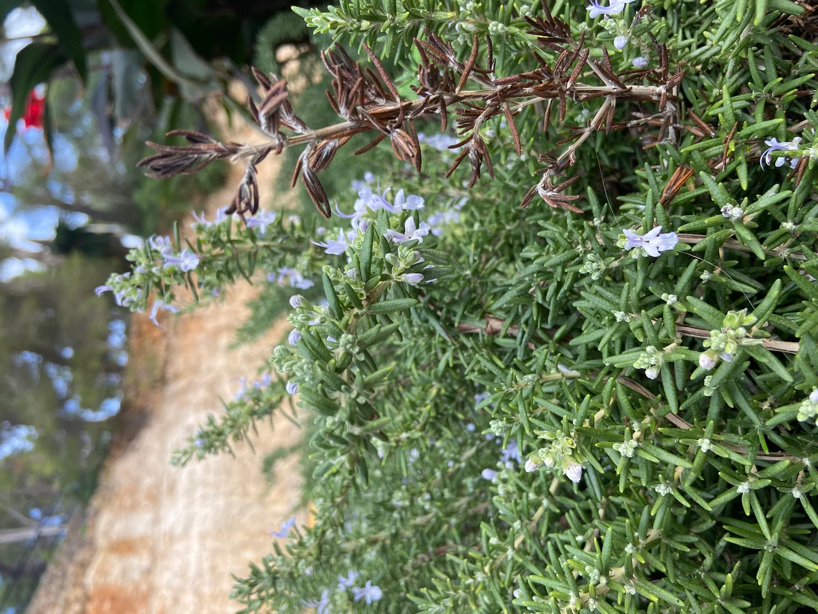 Plante de romarin Salvia rosmarinus en fleurs dans la nature
