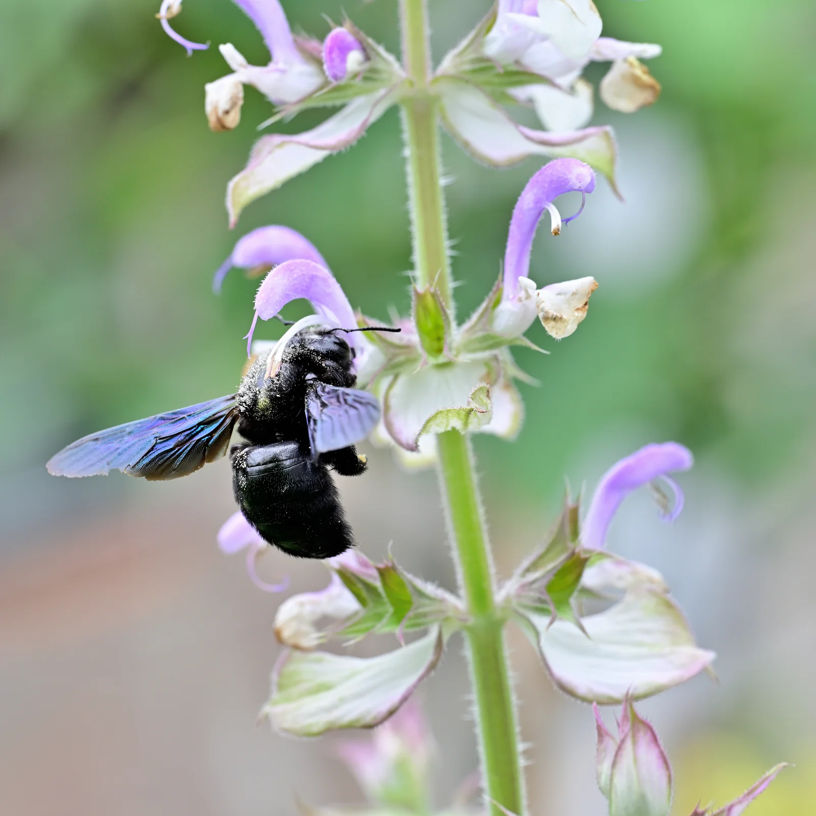 Fleur de sauge sclarée Salvia sclarea butinée par une abeille en milieu naturel