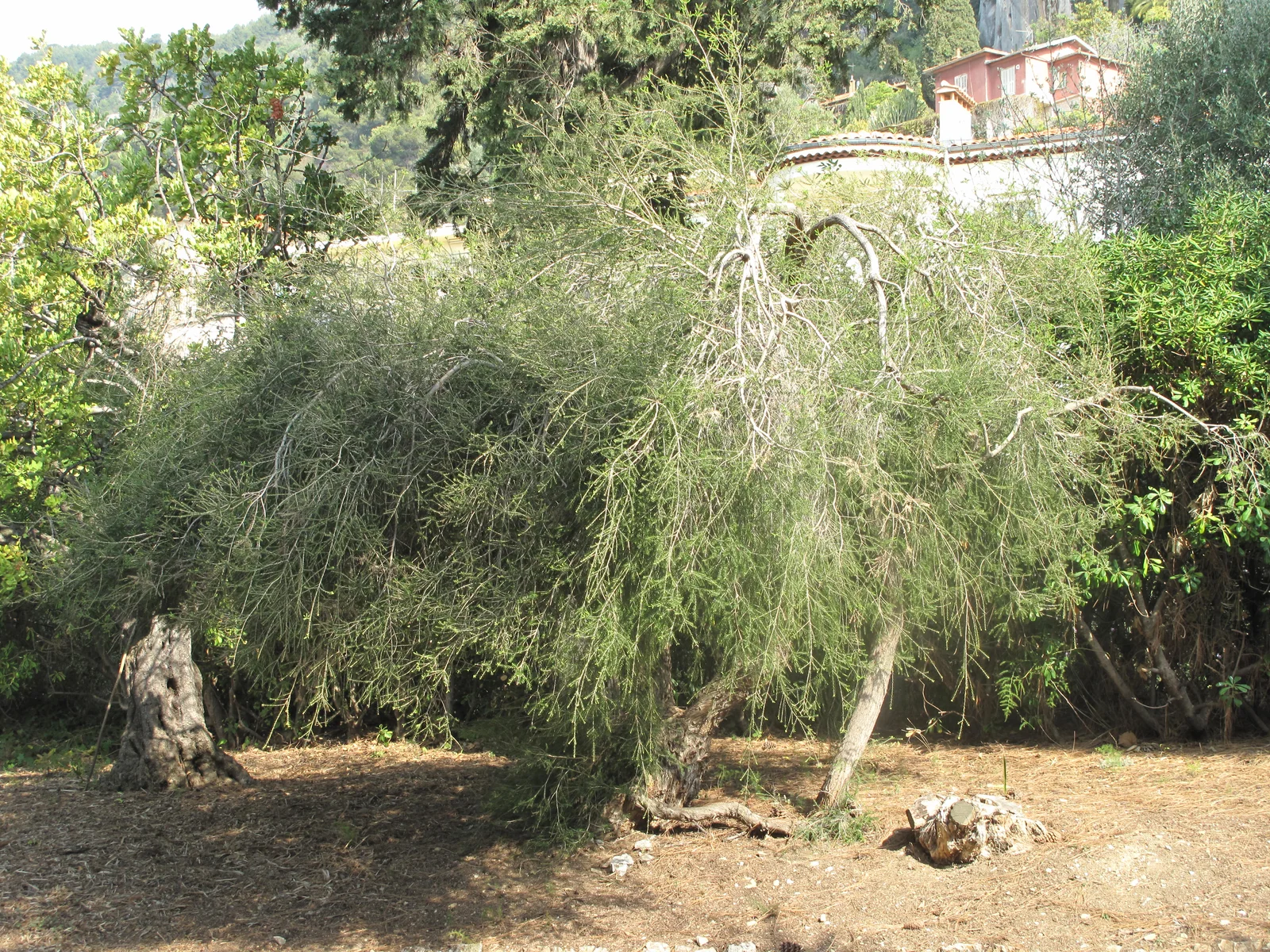 Gros plan sur les feuilles de Melaleuca alternifolia utilisées pour distiller l'huile essentielle de tea tree