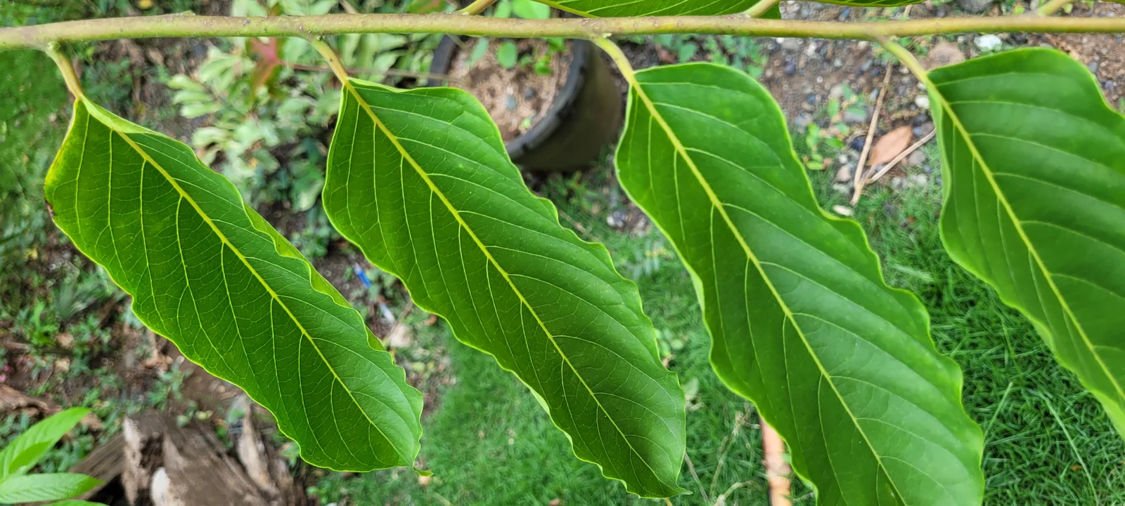 Arbre d'ylang-ylang Cananga odorata en fleurs, source de l'huile essentielle utilisée en aromathérapie relaxante