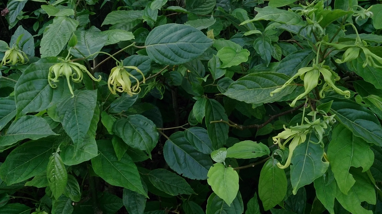 Gros plan sur une fleur d'ylang-ylang jaune, plante source de l'huile essentielle relaxante